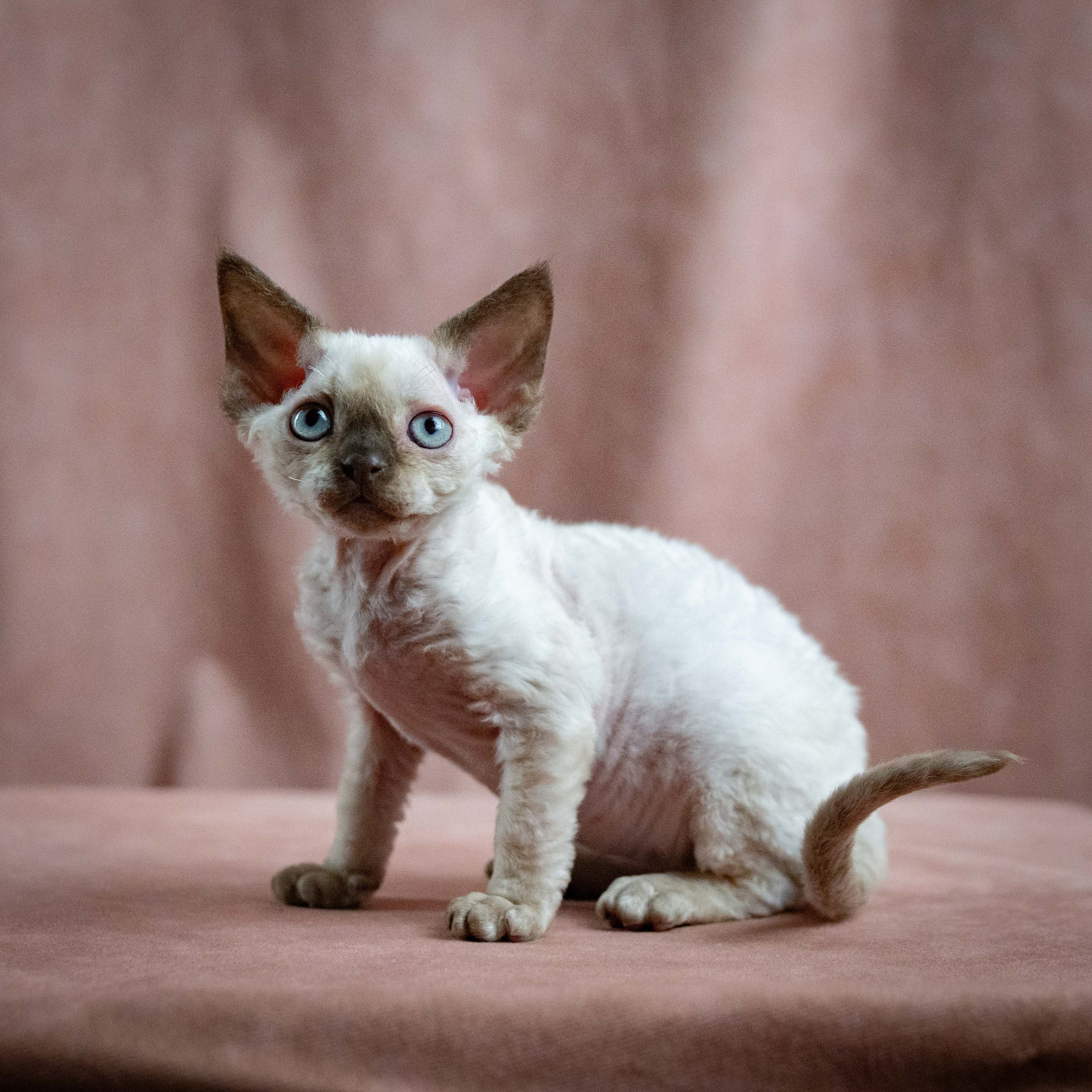 Mila, girl, born 01.15.26. Devon Rex Pixie Cattery