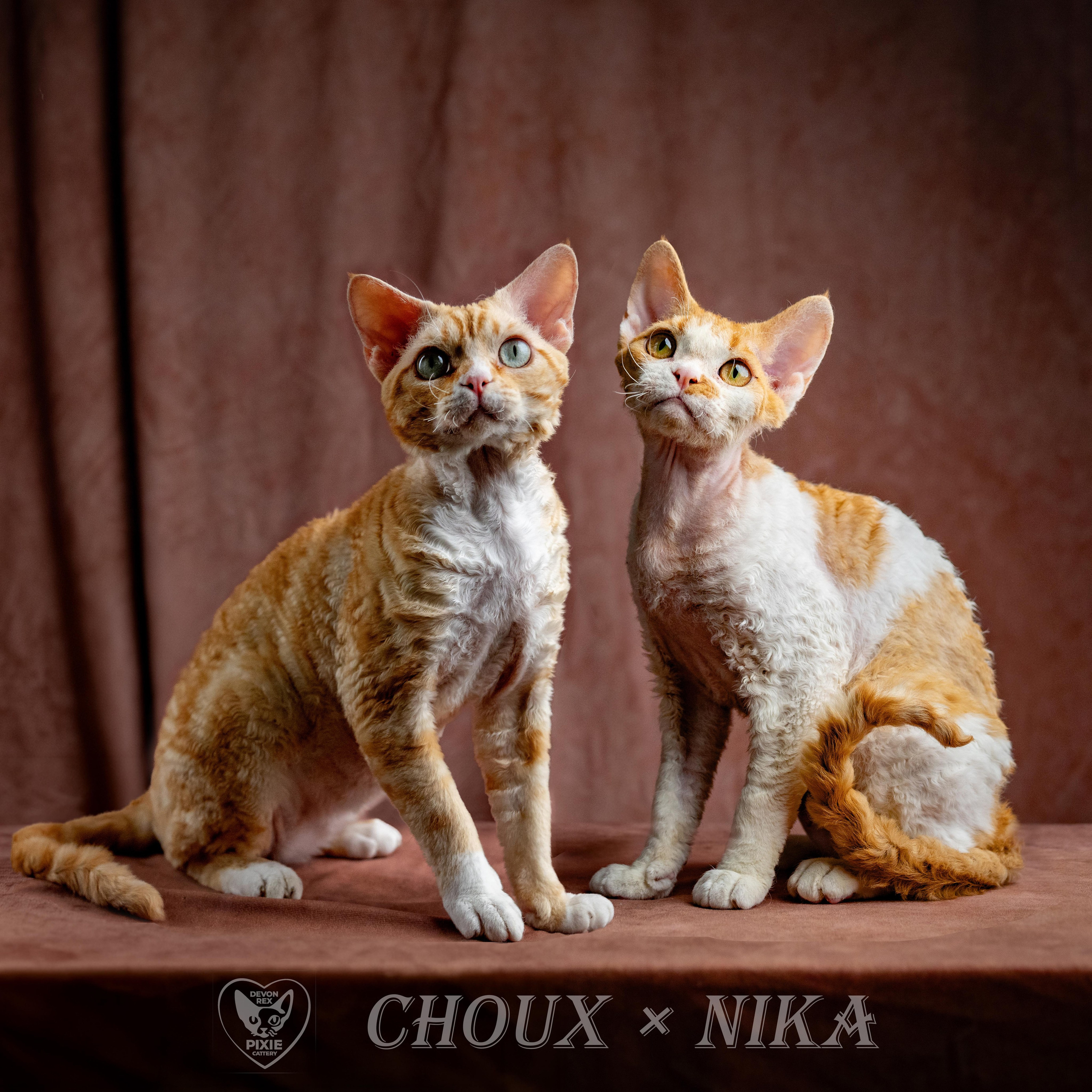 KITTENS. Devon Rex Pixie Cattery