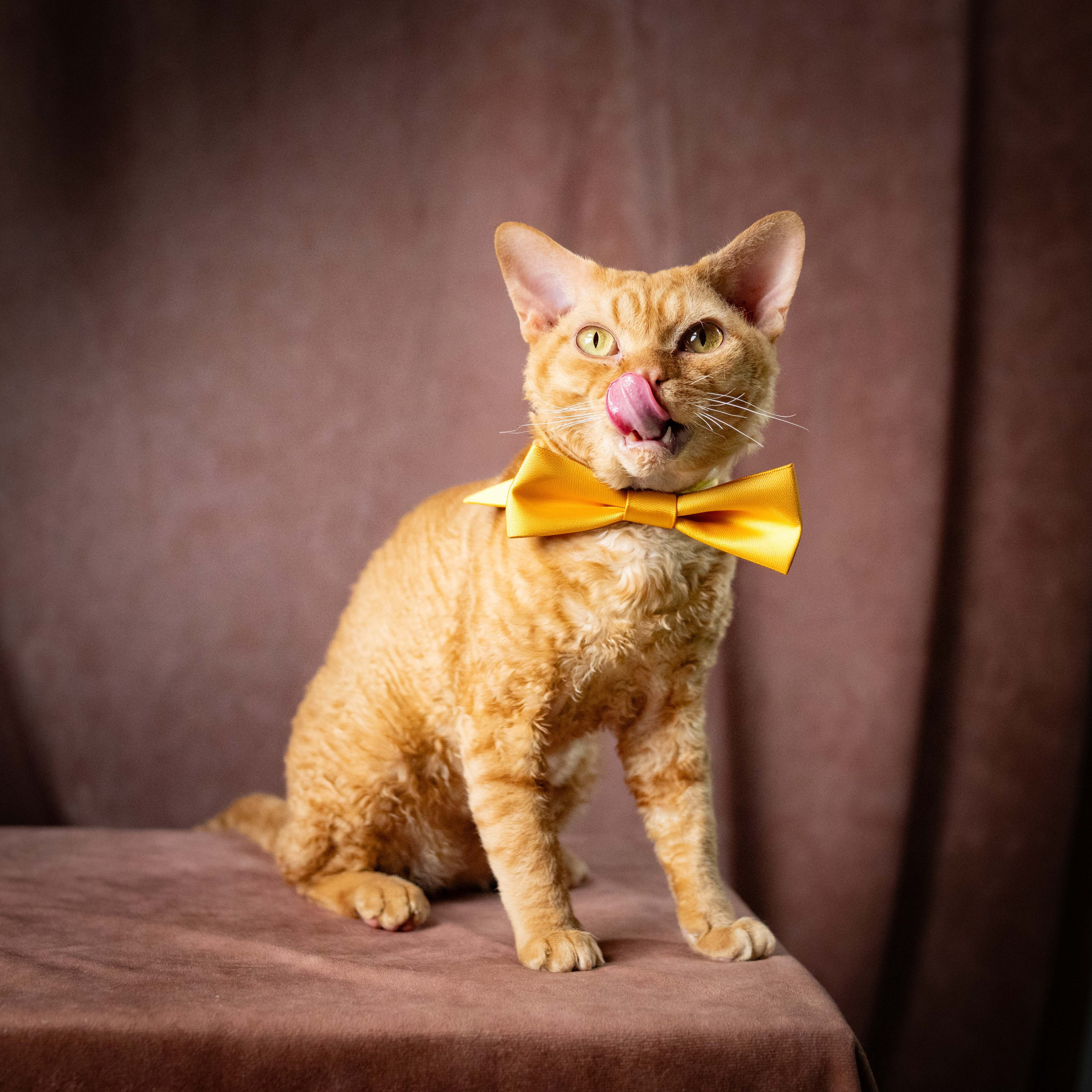 OUR KINGS and QUEENS. Devon Rex Pixie Cattery