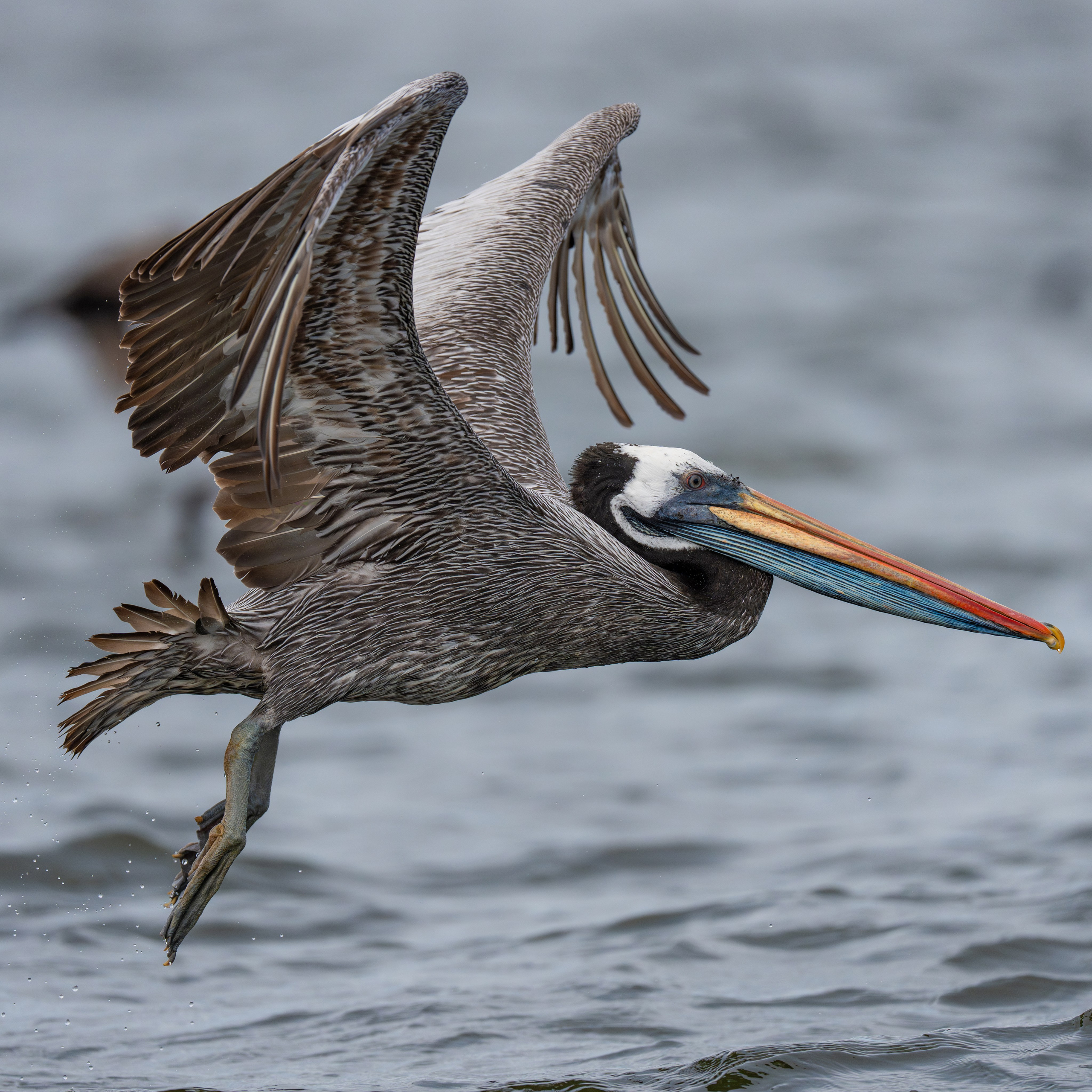 Nature photographer Yuri Soria-Galvarro