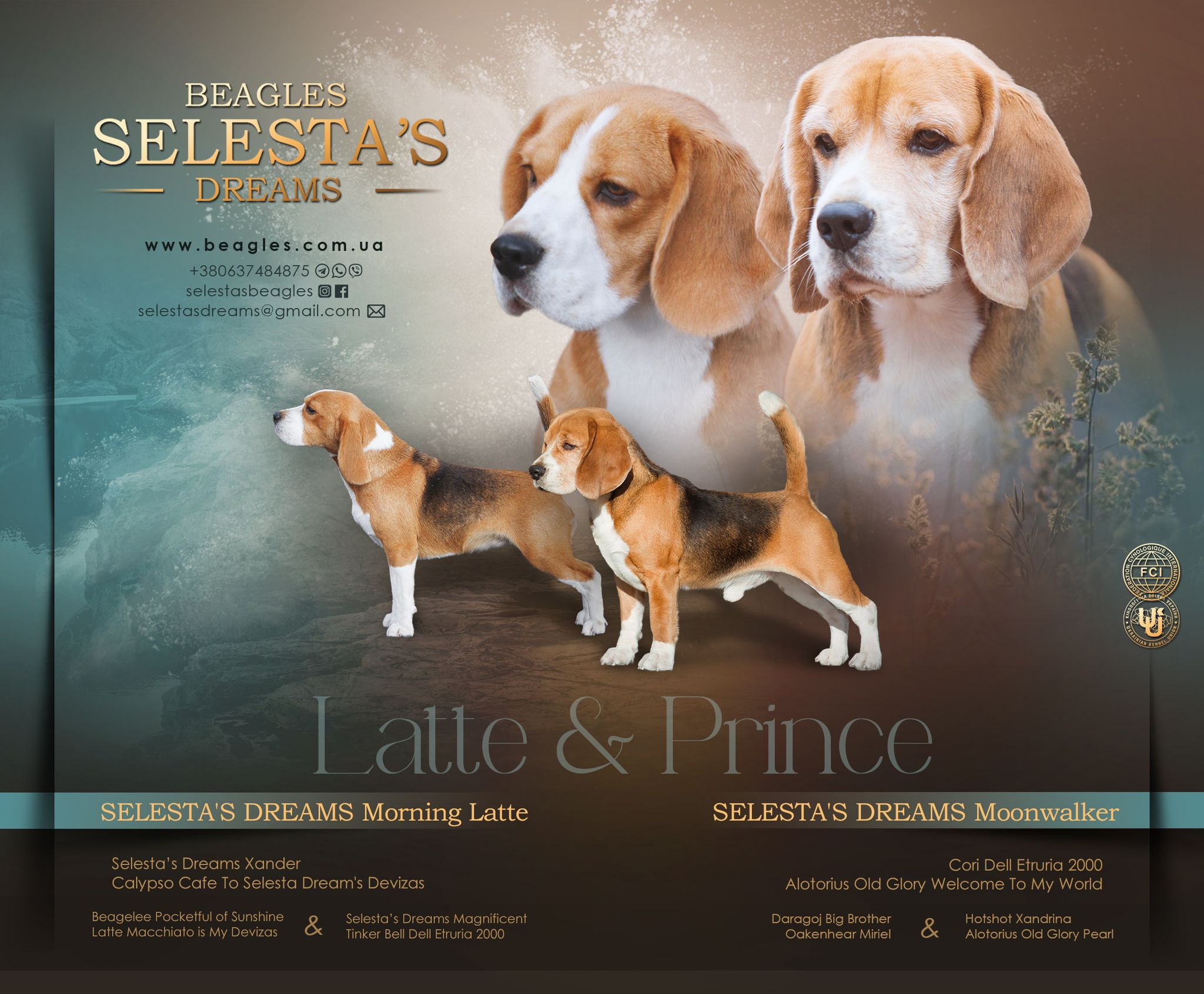 Puppies. Питомник биглей Selesta’s Dreams