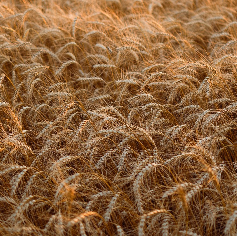 WORLD PHOTO. International Photographer