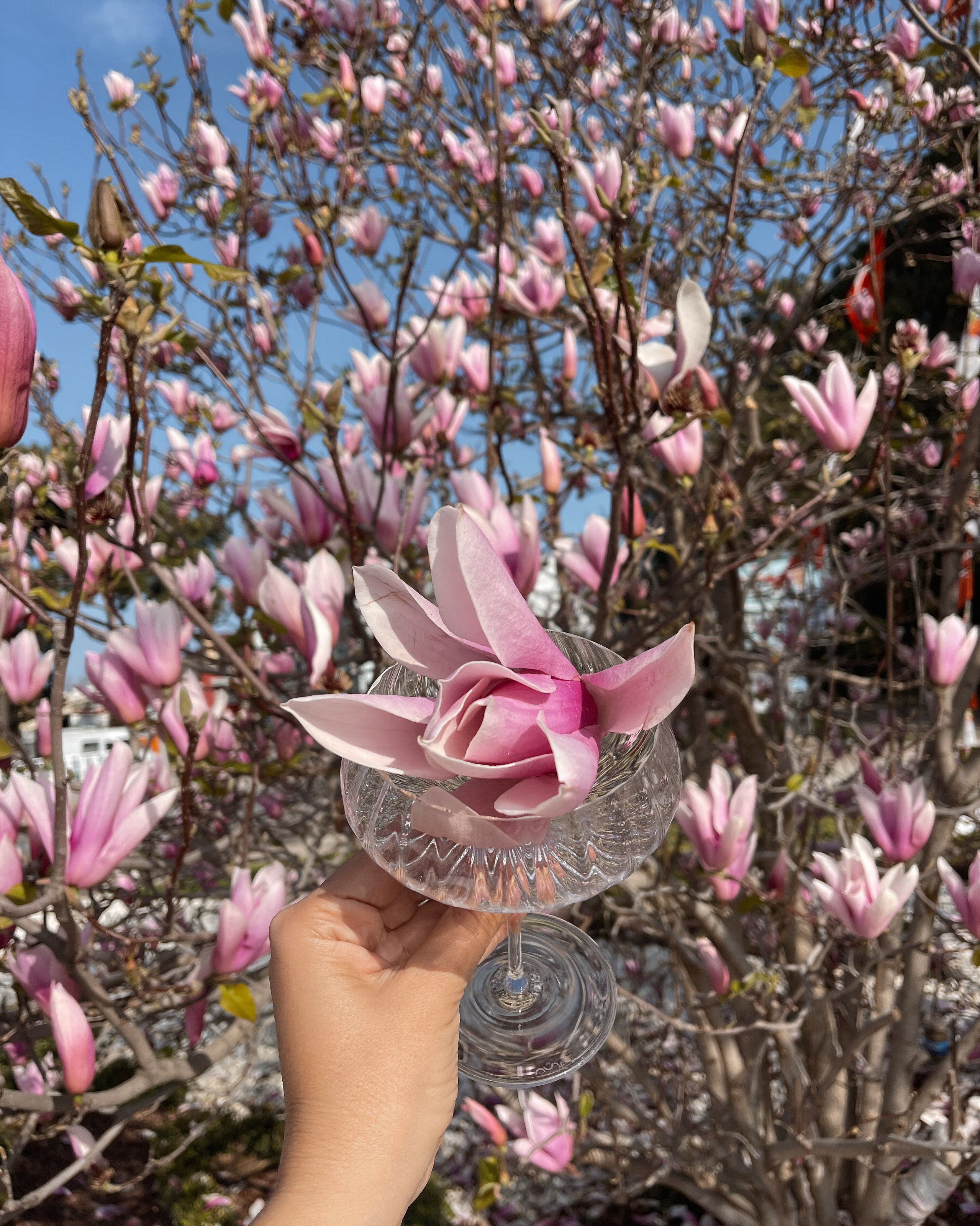 магнолия в турции когда цветет . Магнолия. магнолия в Кемере когда цветет. цветение магнолии Кемер . магнолия Турция весна. когда ехать в Кемер на магнолию. где цветёт магнолия в Кемере. магнолия фото Кемер. магнолия Турция апрель. сезон магнолии Кемер. магнолия для фотосессии Кемер. магнолия в Турции 2025.дерево цветущее в апреле в турции магнолия цветет сколько дней. магнолия Кемер весна. Что сейчас цветет в Турции .