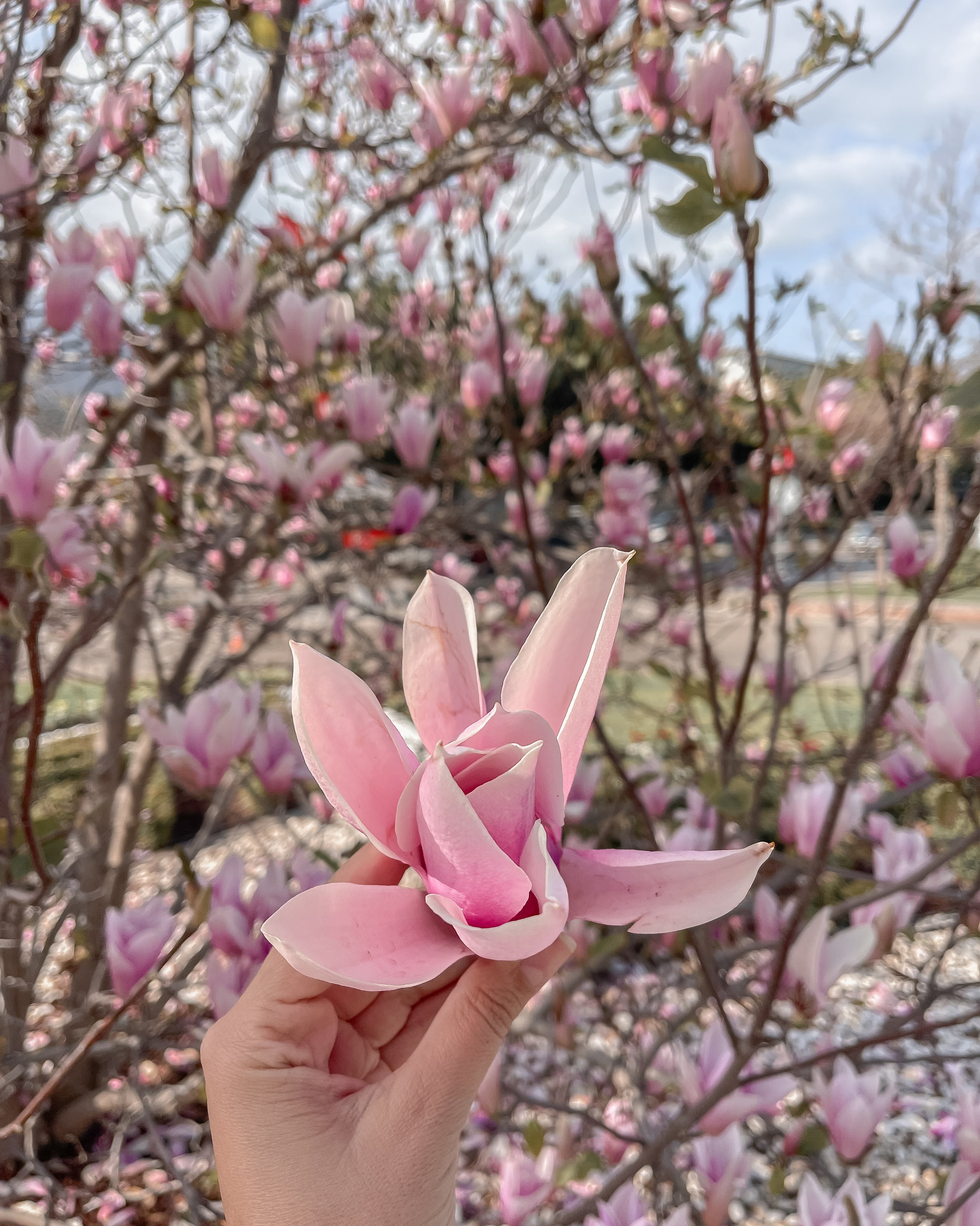 магнолия в турции когда цветет . Магнолия. магнолия в Кемере когда цветет. цветение магнолии Кемер . магнолия Турция весна. когда ехать в Кемер на магнолию. где цветёт магнолия в Кемере. магнолия фото Кемер. магнолия Турция апрель. сезон магнолии Кемер. магнолия для фотосессии Кемер. магнолия в Турции 2025. магнолия цветет сколько дней. магнолия Кемер весна. Что сейчас цветет в Турции .