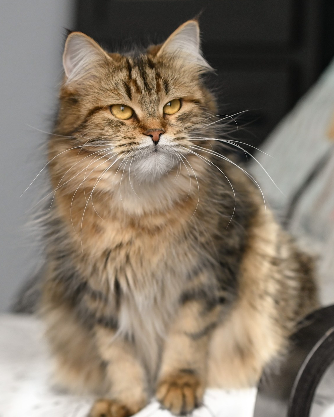 Brown tabby Siberian cat with a wild look