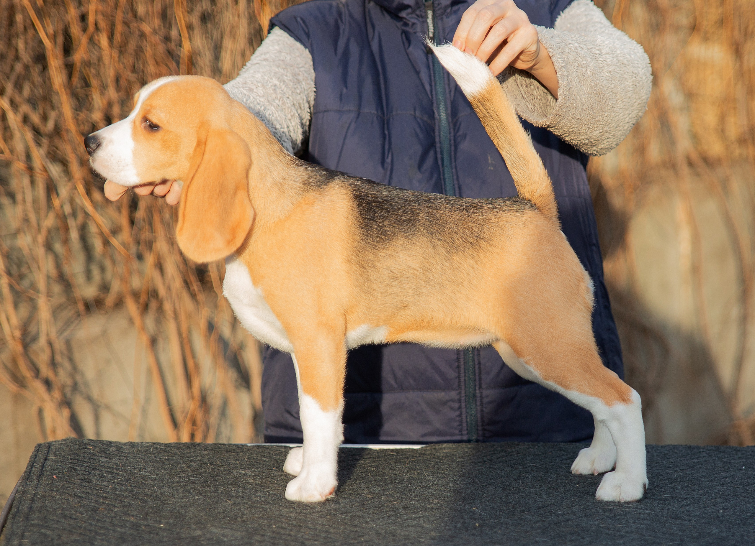 Меймей. Розплідник біглей в Україні