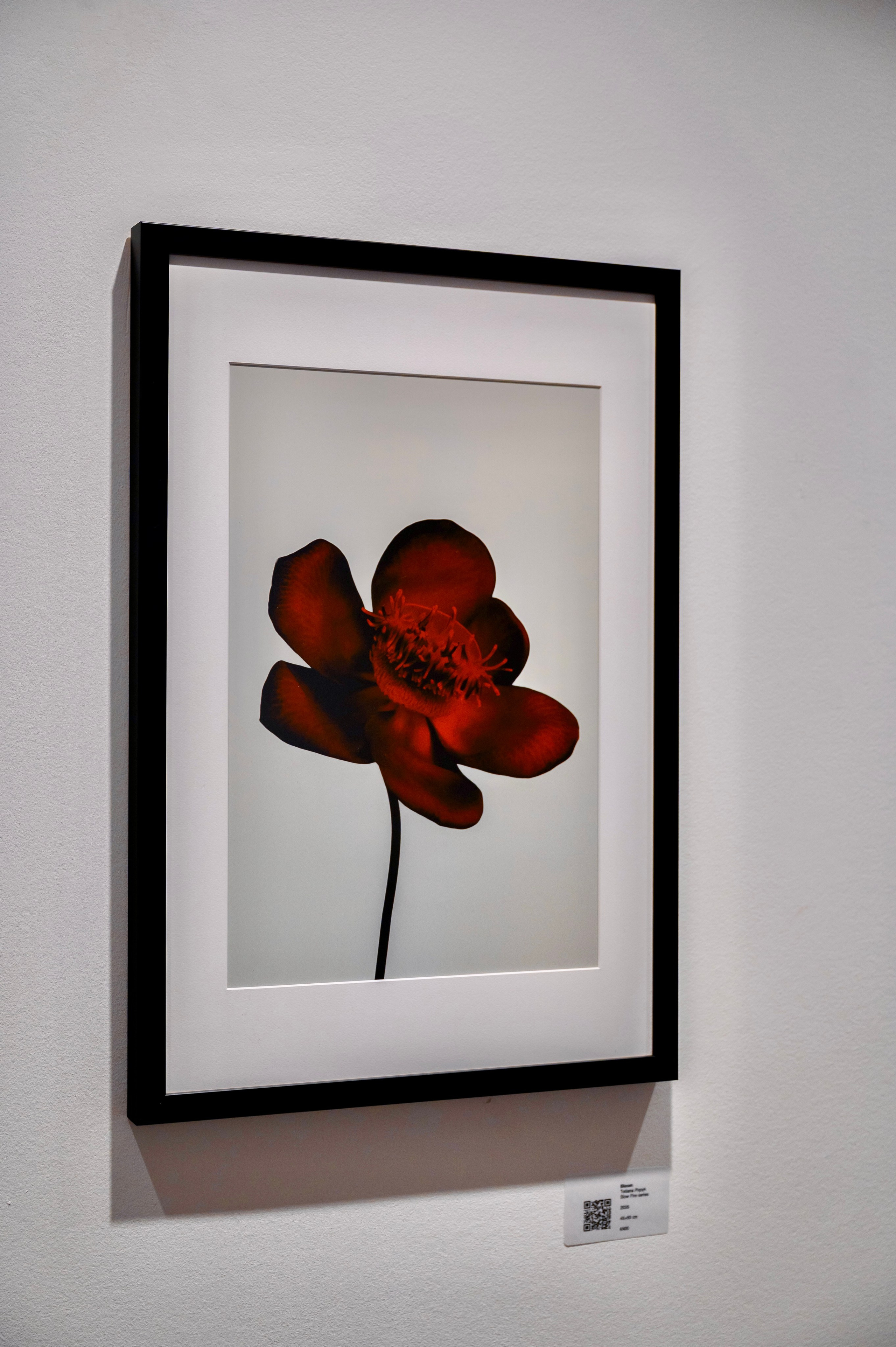Collect Artworks. Photographer in Luxembourg Tanita