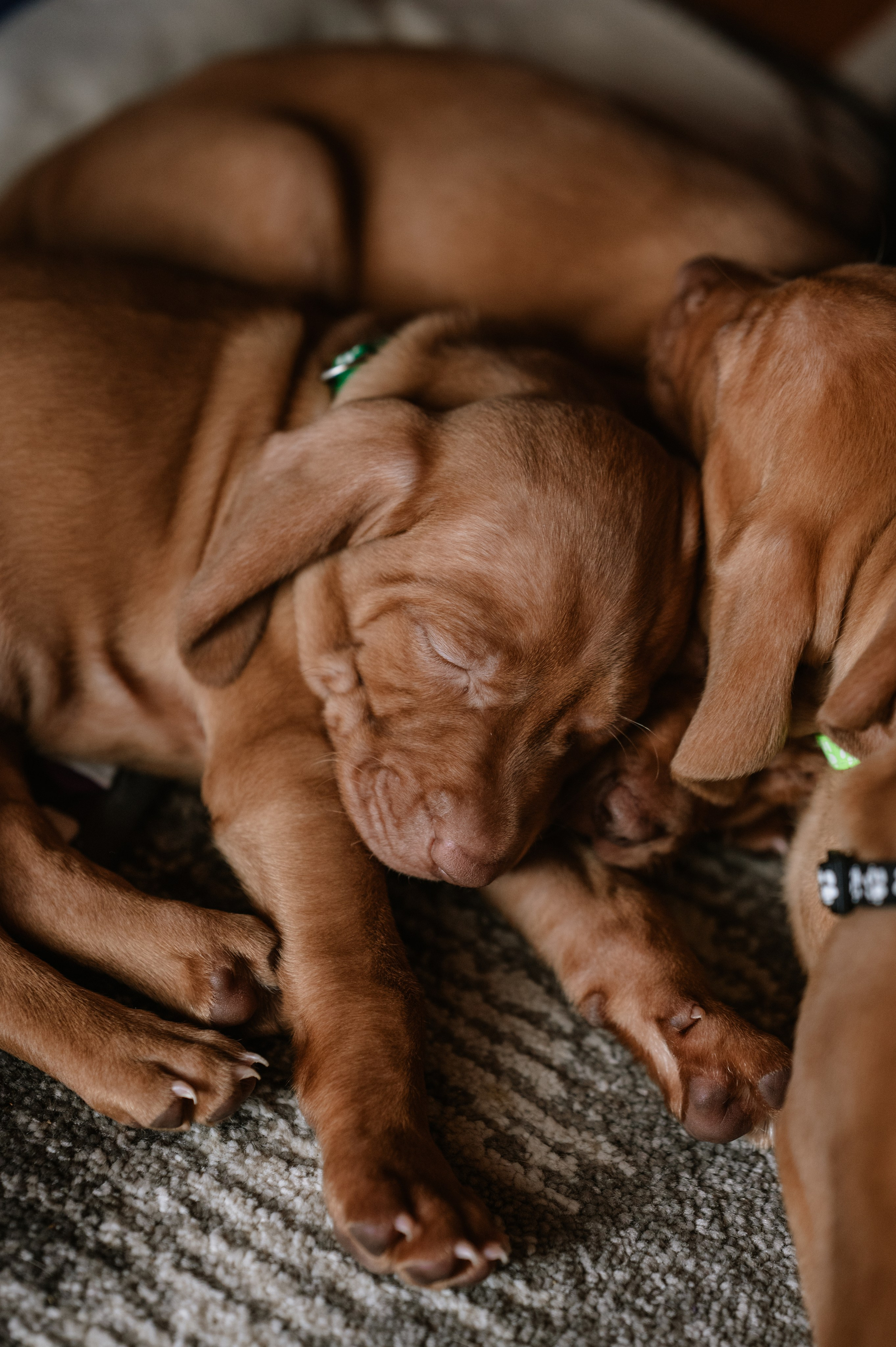 Viszla Welpen Fotoshooting – Unser Weg zum neuen Familienmitglied. RawPeek