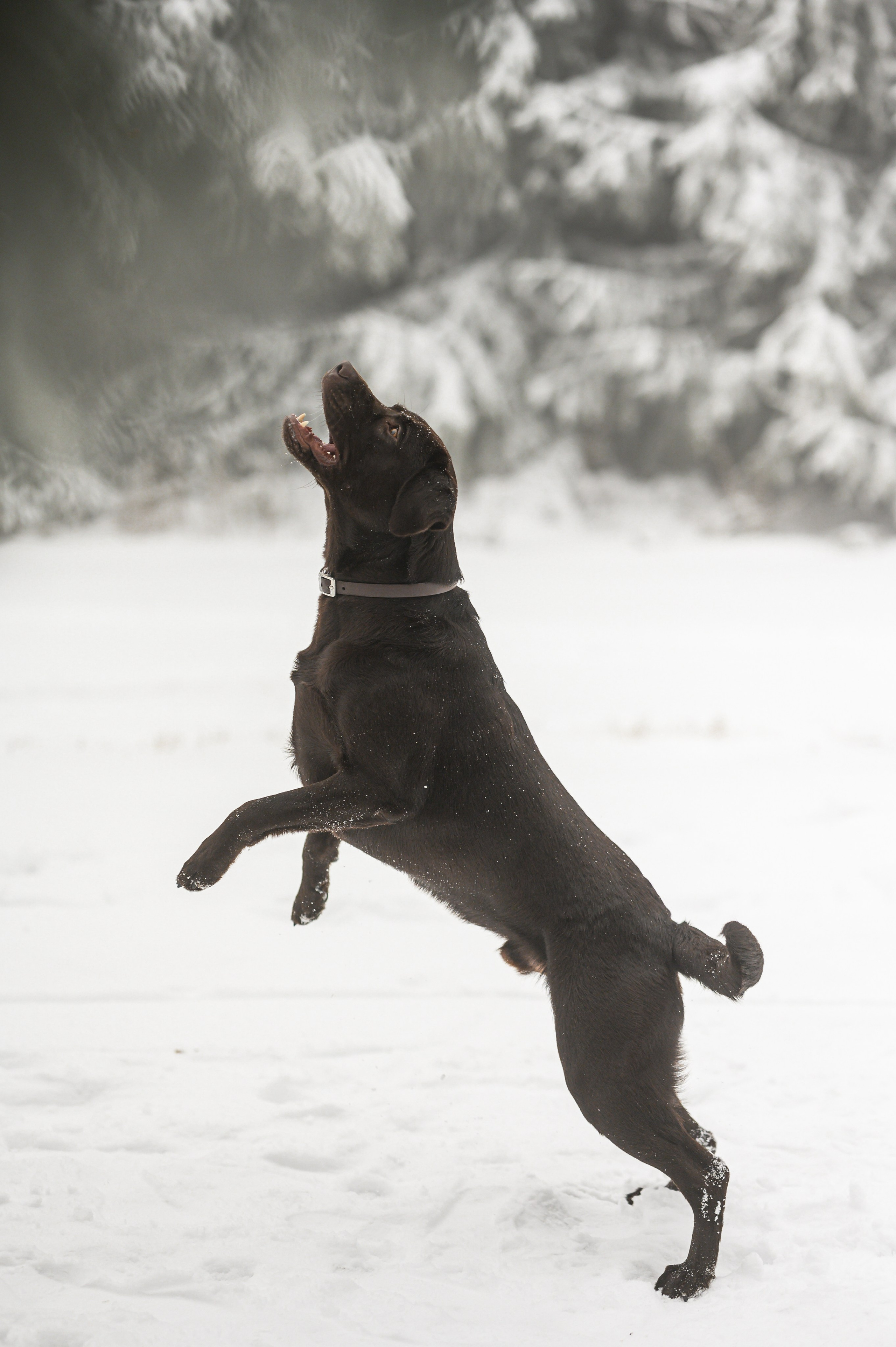 Unvergessliches Winter-Hundeshooting im Erzgebirge. RawPeek