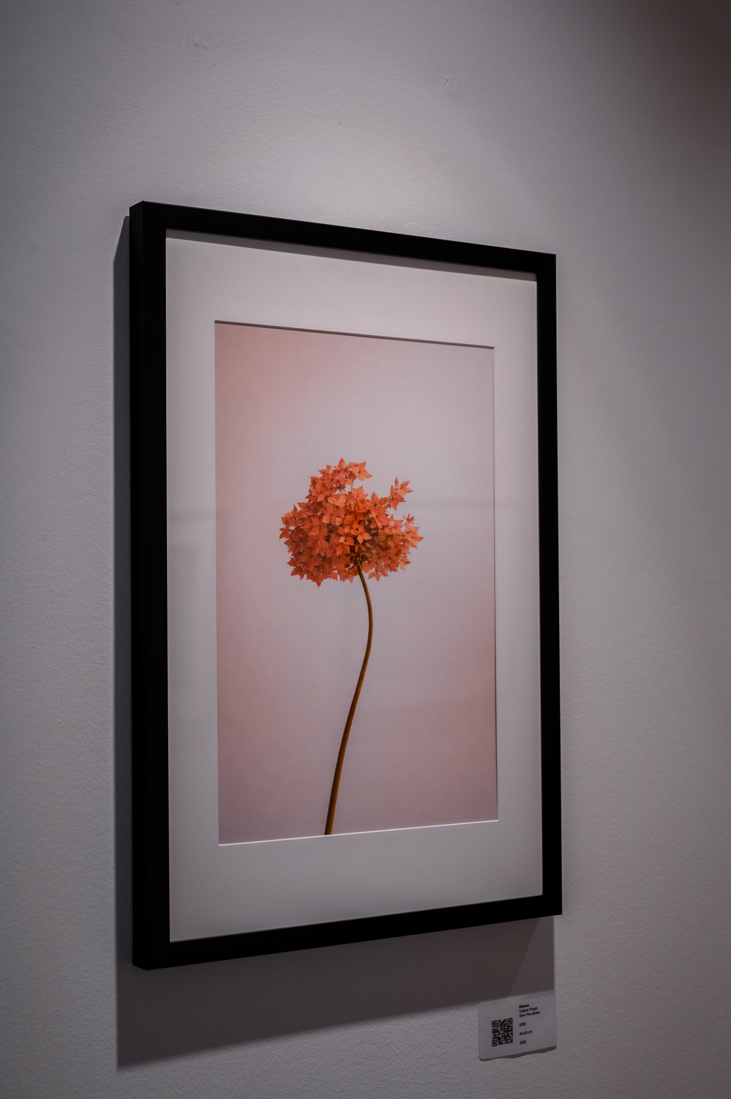 Collect Artworks. Photographer in Luxembourg Tanita