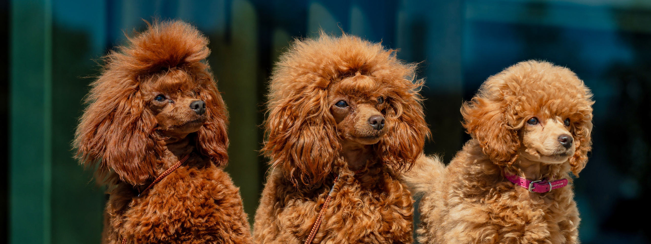 Archives de photographies. Galerie de photos. Portfolio du photographe. Photographe à Strasbourg | Portraits, Studio, Enfants, Événements