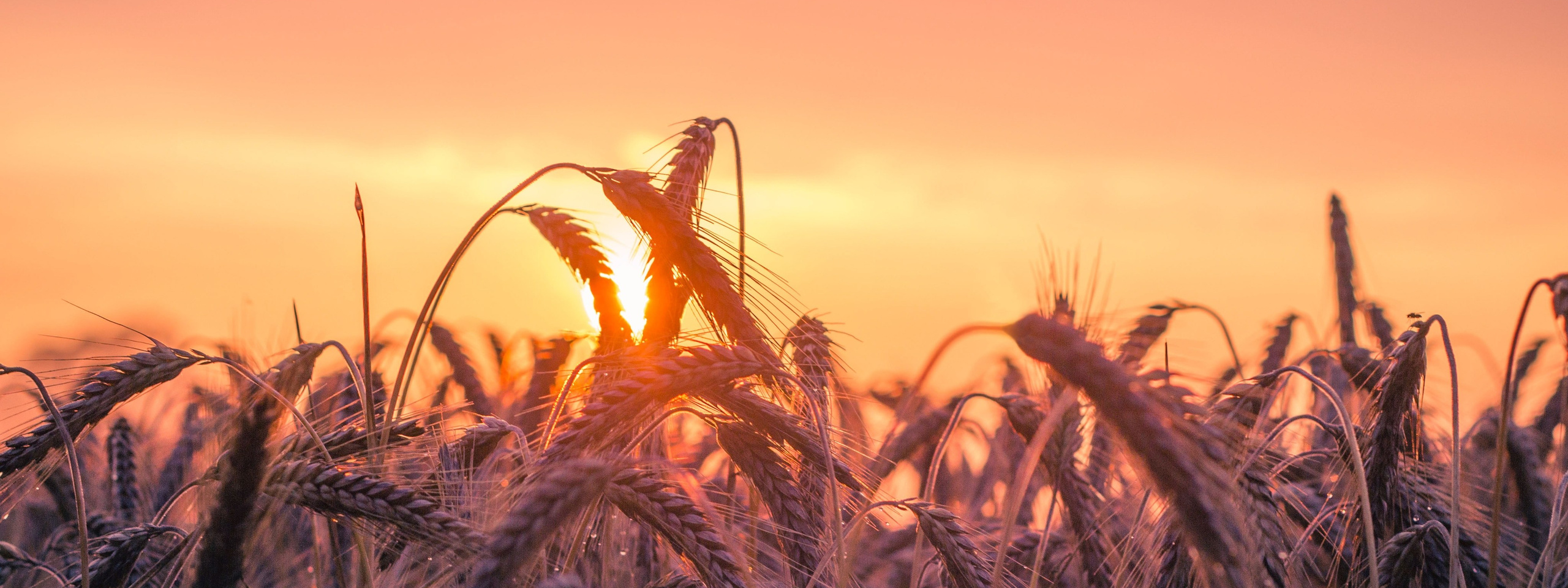 Про компанію. АГРО-КОНЦЕПТ