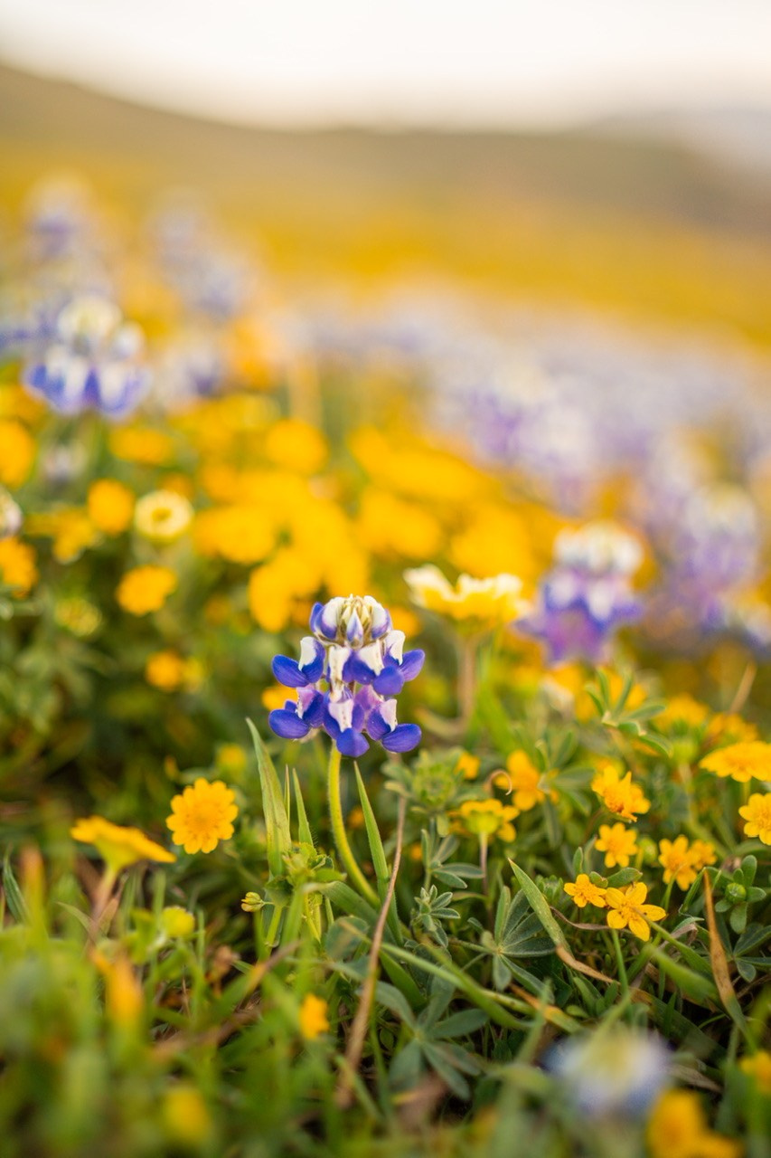 Golden Light & Ocean Breeze — A Maternity Session at Mori Point. Maternity, family and newborn photography in San Francisco Bay Area