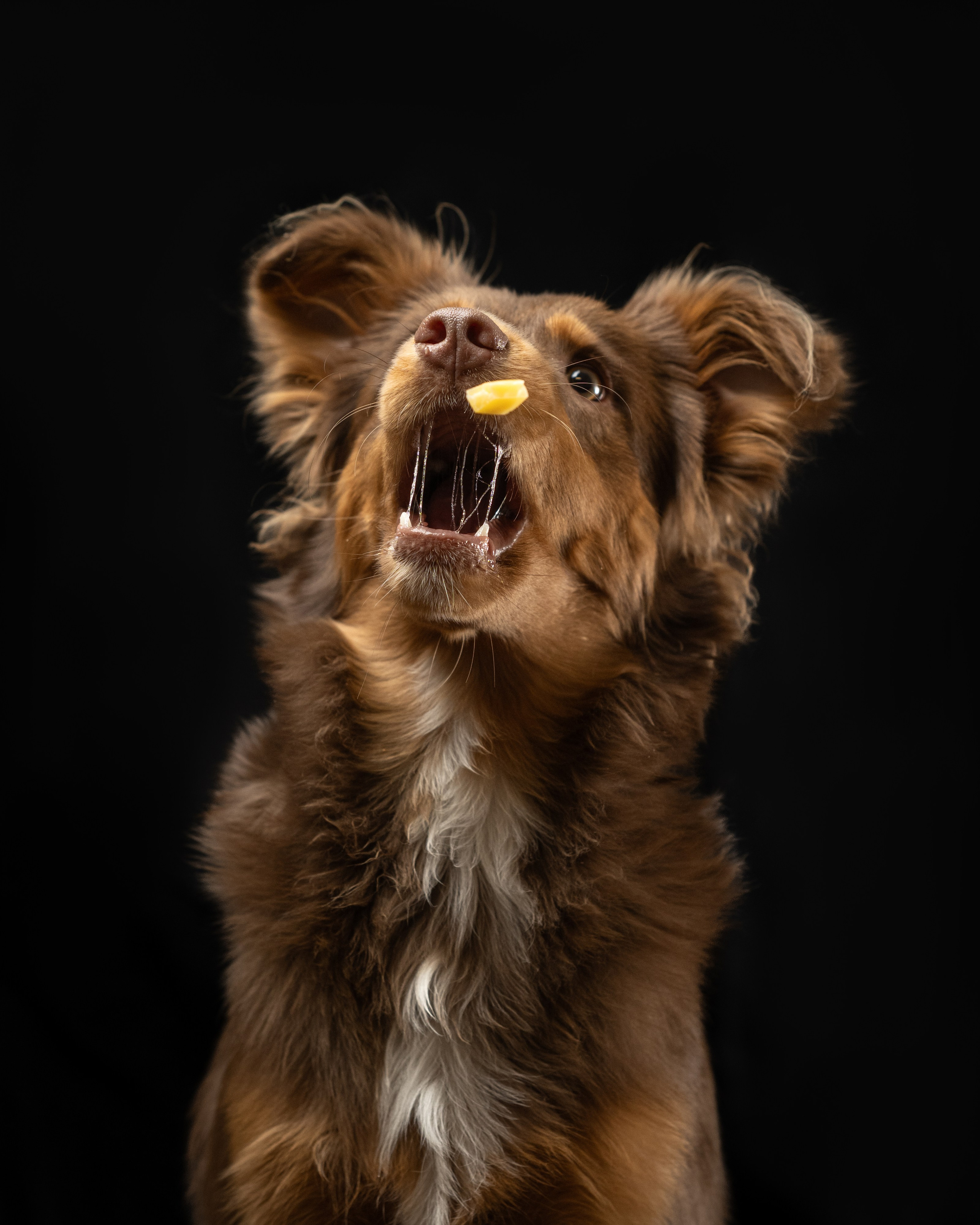 Pricing & Booking | Pet Photography by Tanya Asfir, Belgrade. Tanya Asfir — Pet & Animal Photographer | Belgrade, Serbia