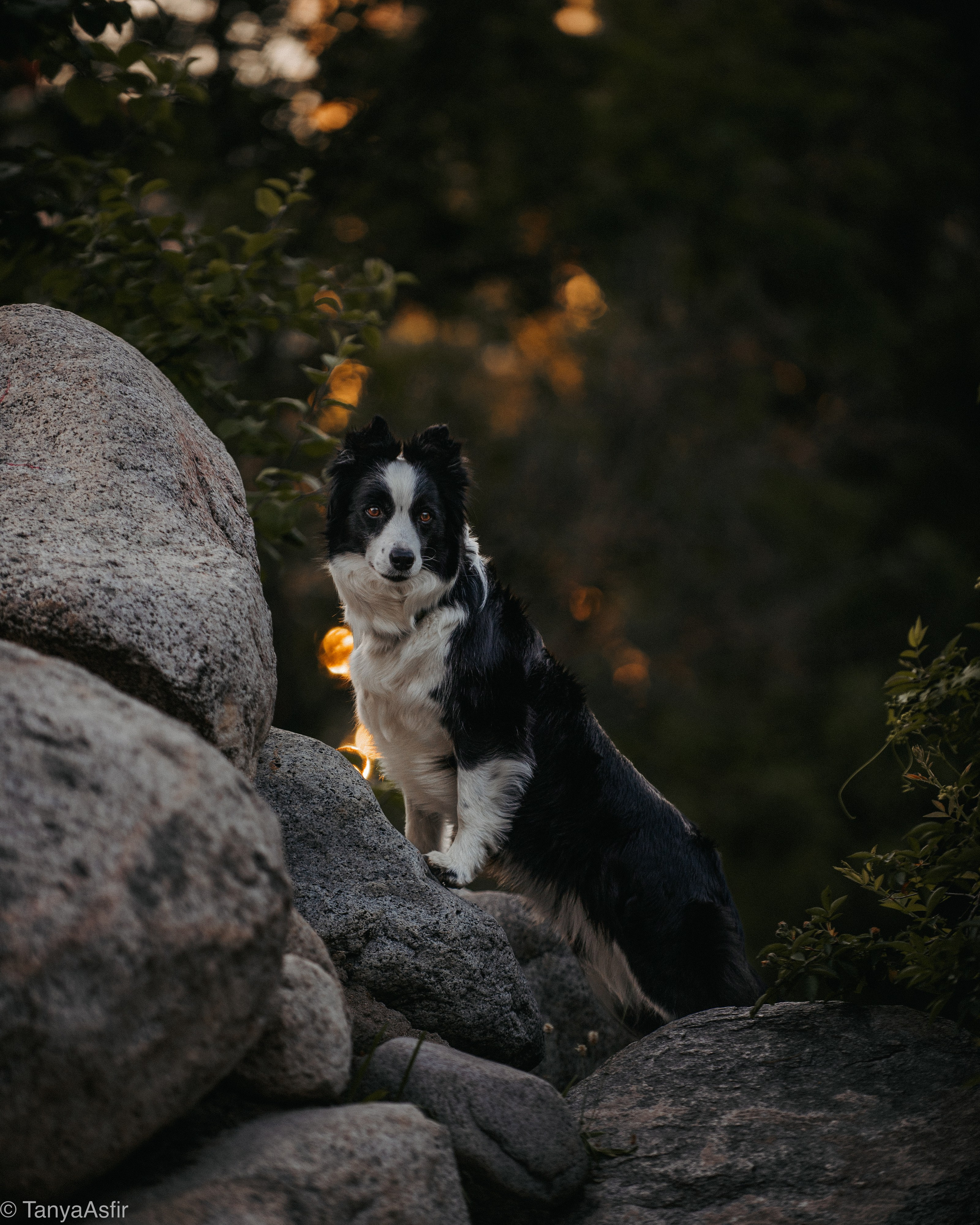 Pricing & Booking | Pet Photography by Tanya Asfir, Belgrade. Tanya Asfir — Pet & Animal Photographer | Belgrade, Serbia