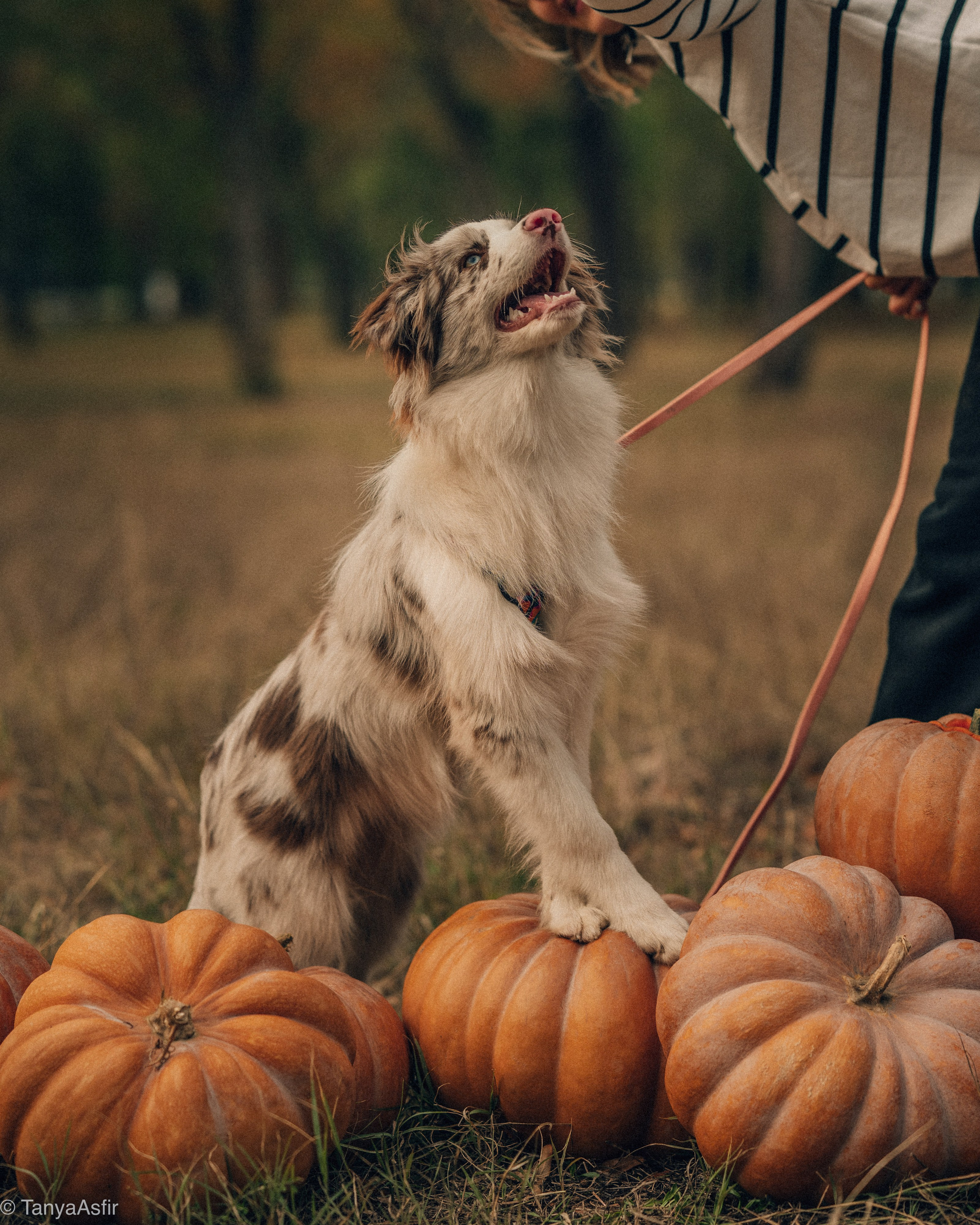 Pricing & Booking | Pet Photography by Tanya Asfir, Belgrade. Tanya Asfir — Pet & Animal Photographer | Belgrade, Serbia