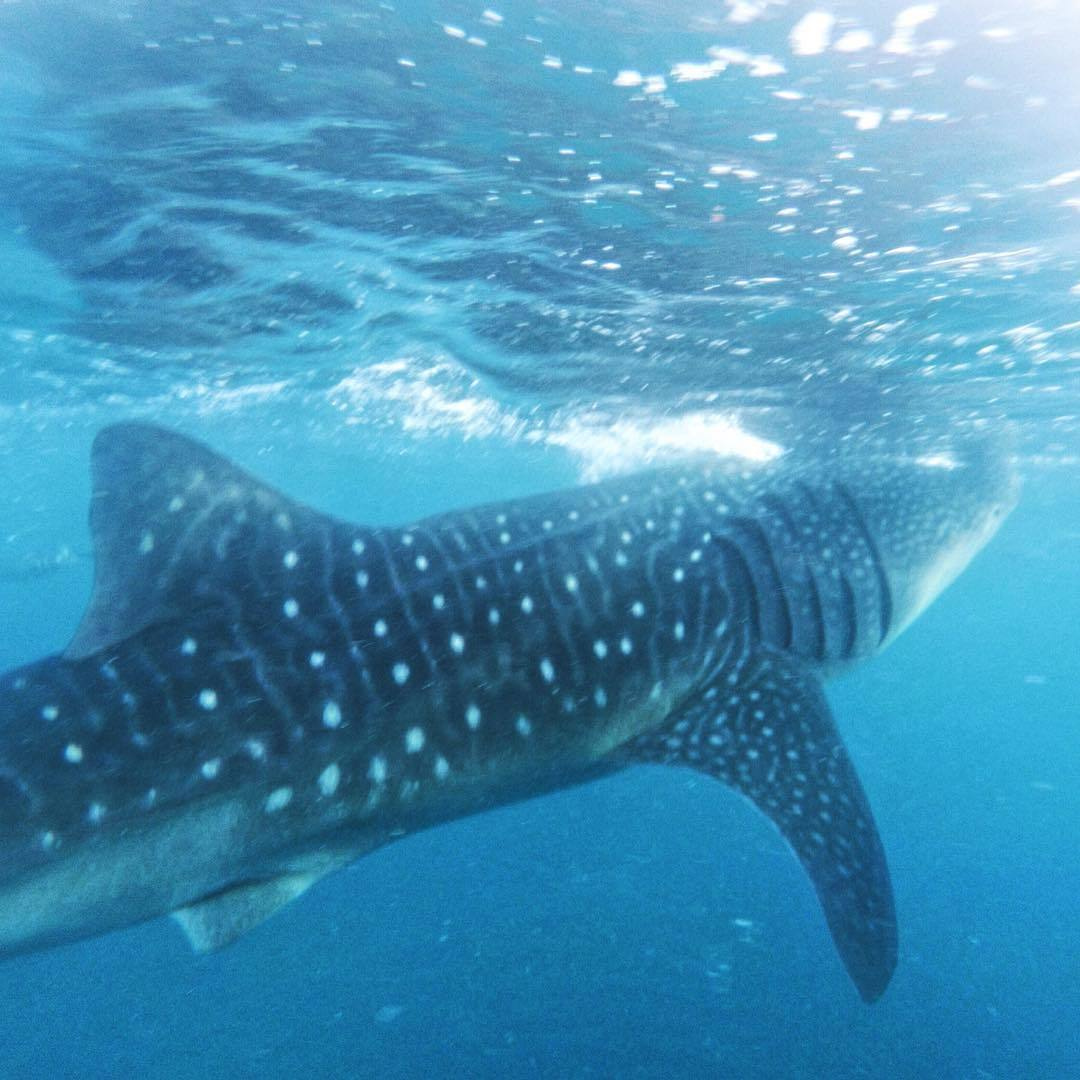 Wedding family photographer Alicante Benidorm Valencia Costa Blanca
