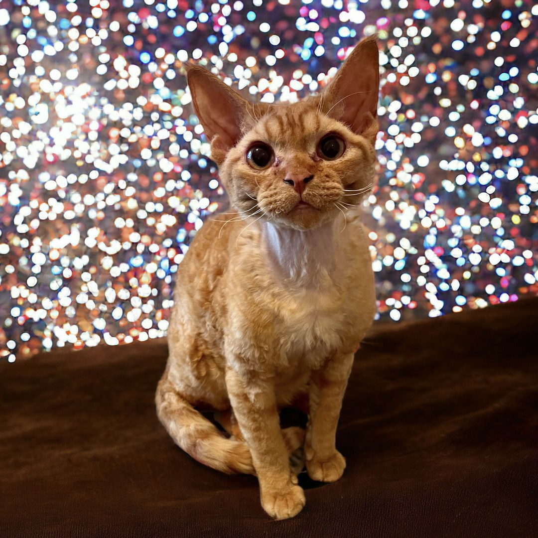 Herbert, Boy, born on 02.01.23, SOLD. Devon Rex Pixie Cattery