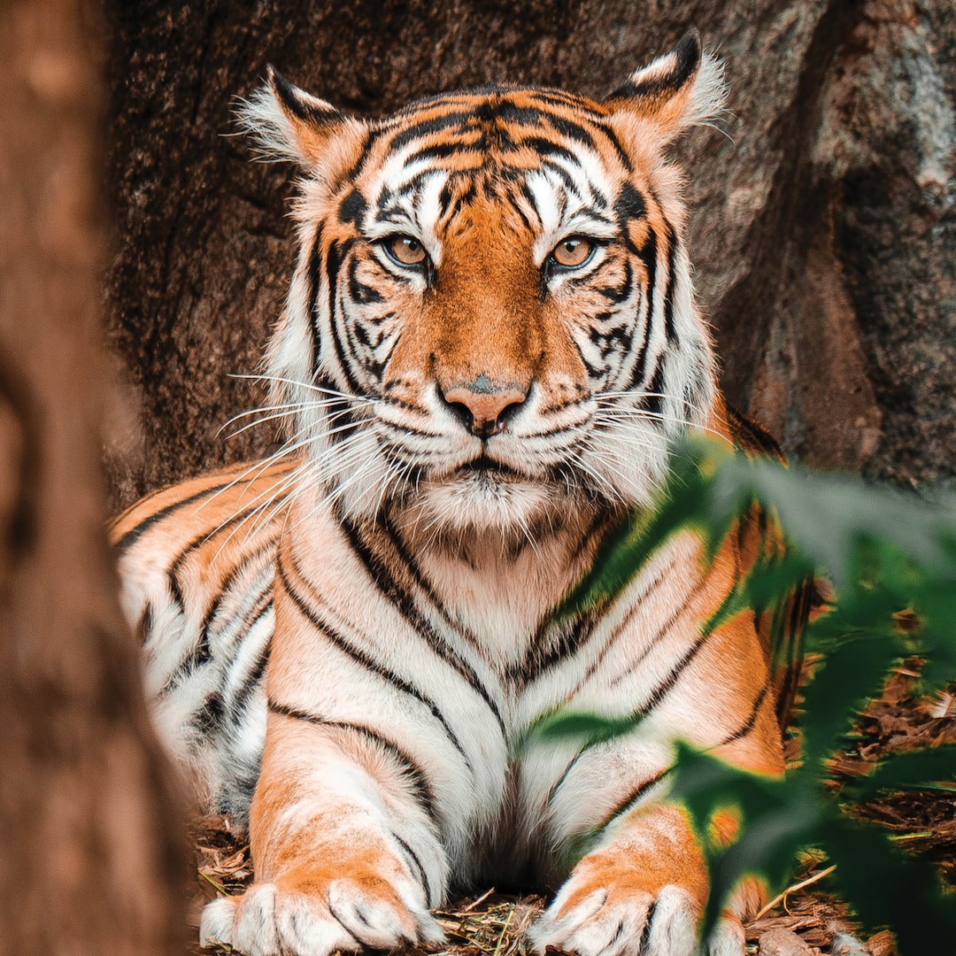 Dienstleistungen. Max D Visuals