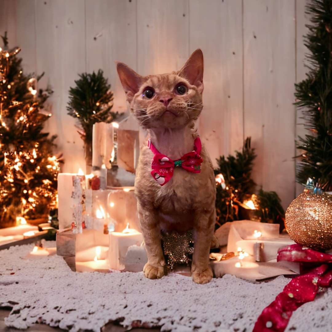 Herbert, Boy, born on 02.01.23, SOLD. Devon Rex Pixie Cattery