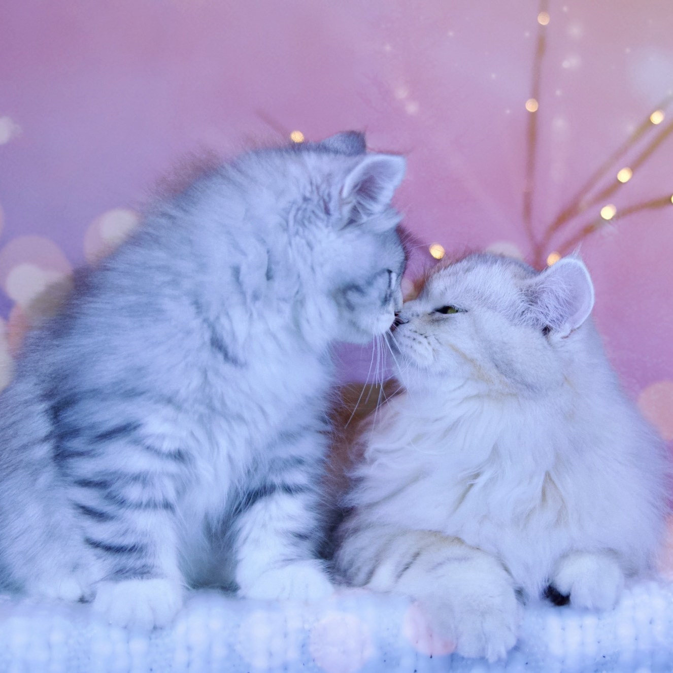 Two Silver Siberian kittens nuzzling.