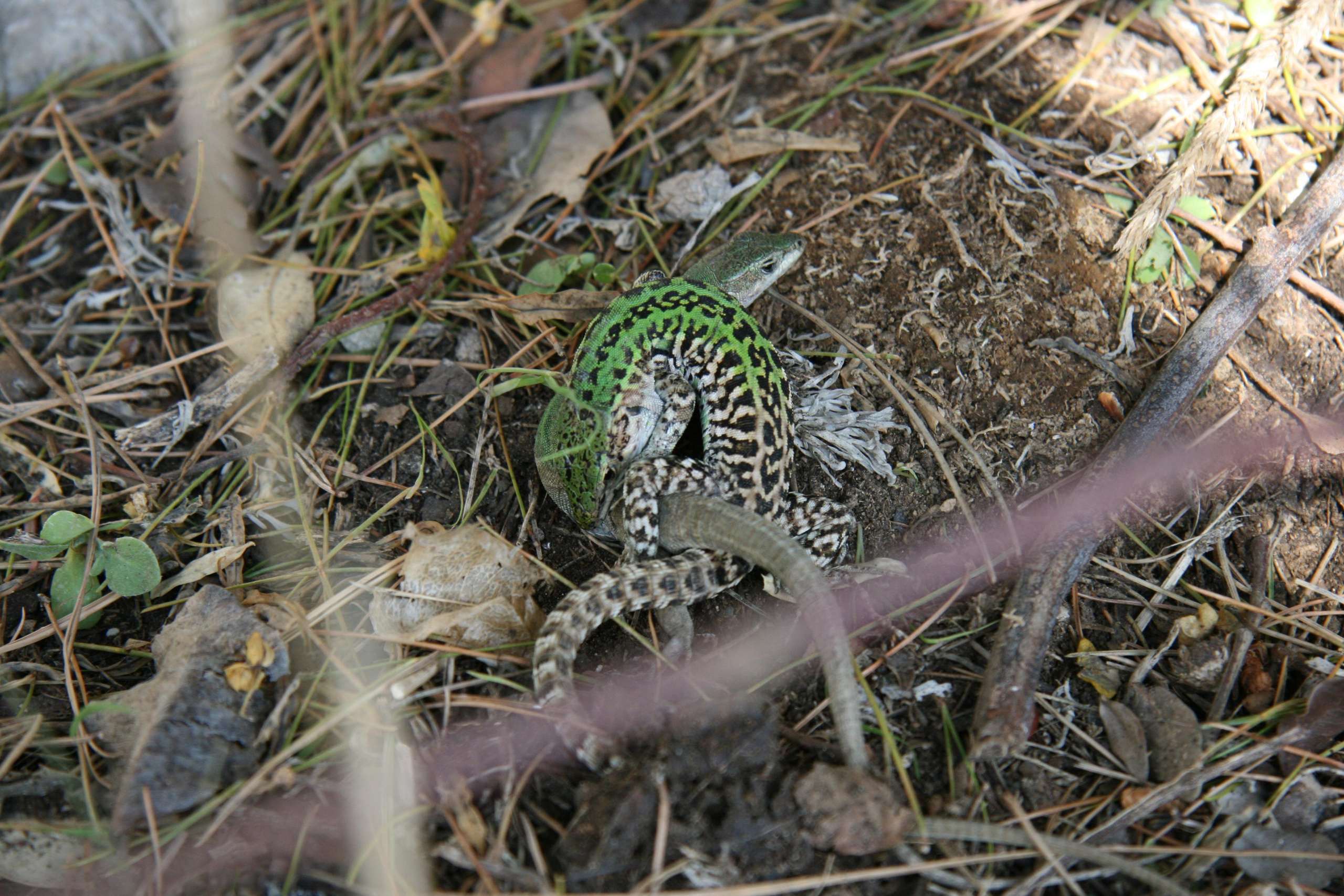 ПОГОРИЯ. Natalia Bogdanovska. Films et photographie corporate en France
