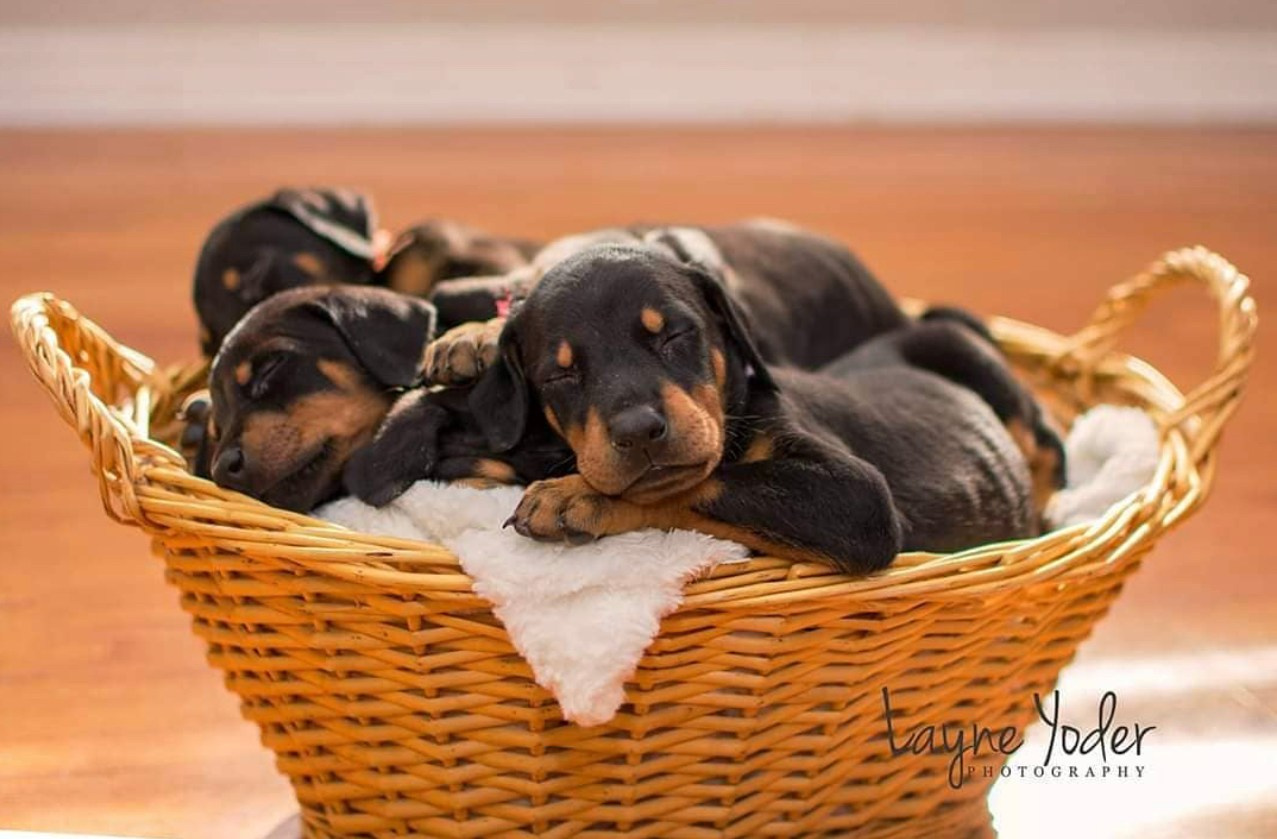 Doberman Puppies. Spumanti Dobermans