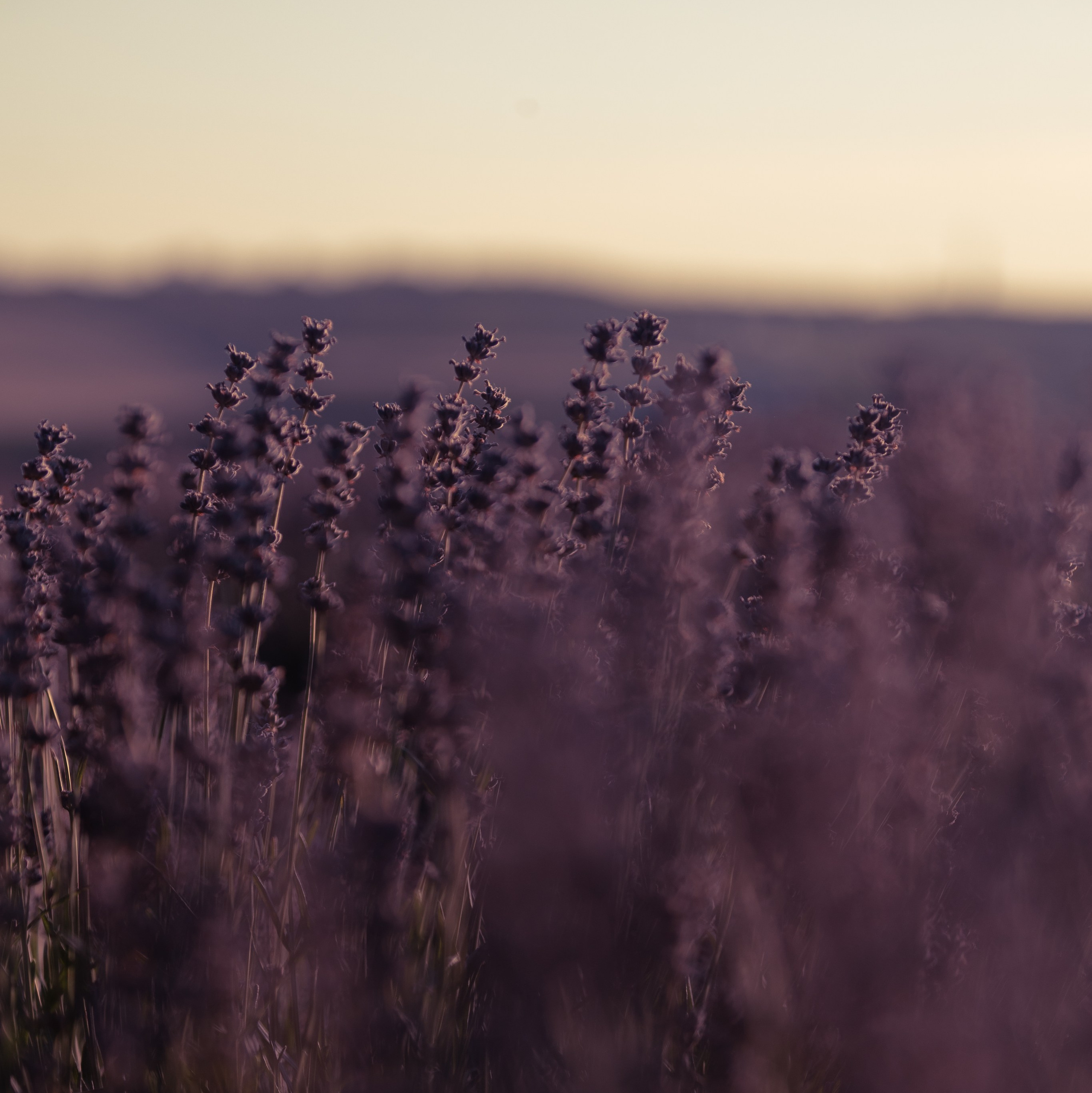 WORLD PHOTO. International Photographer