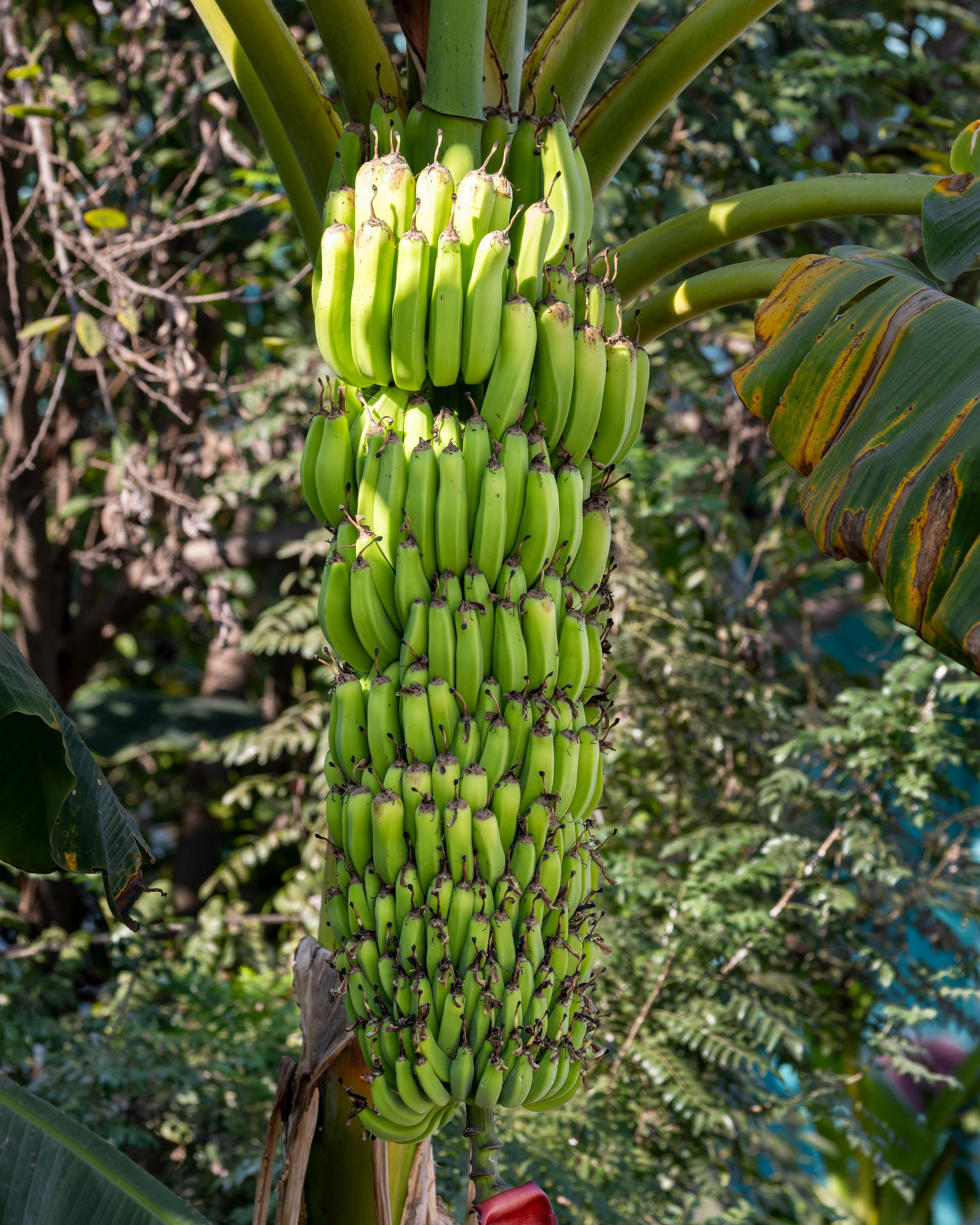 Grow Peat: Unleashing the Potential of Williams Bananas with Potassium Humate. Boost Plant Growth with Organic Fertilizers: Our Effective Solution