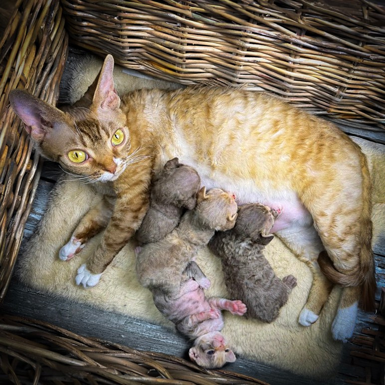 KITTENS. Devon Rex Pixie Cattery