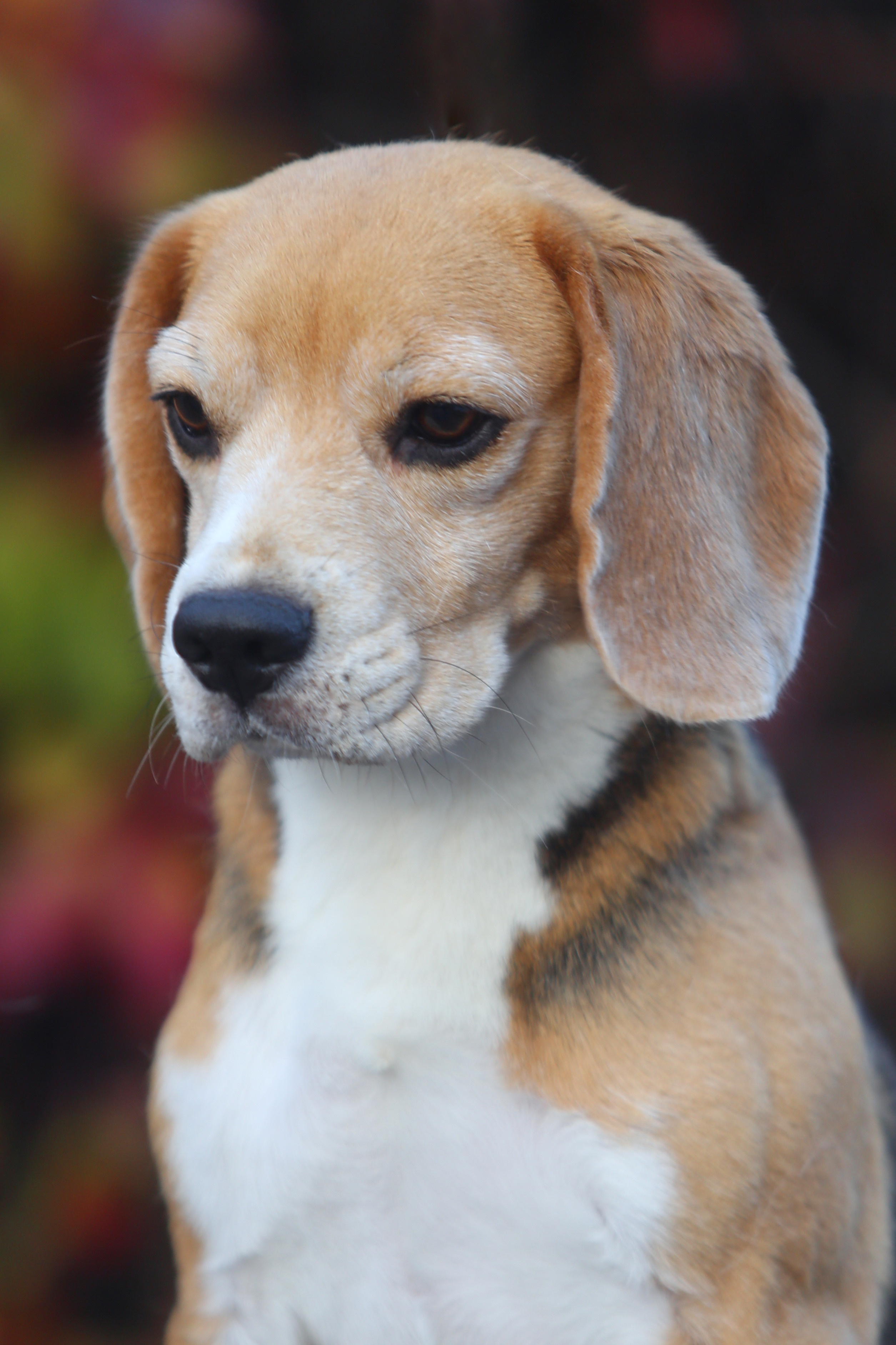 Дівчата. Розплідник біглей в Україні