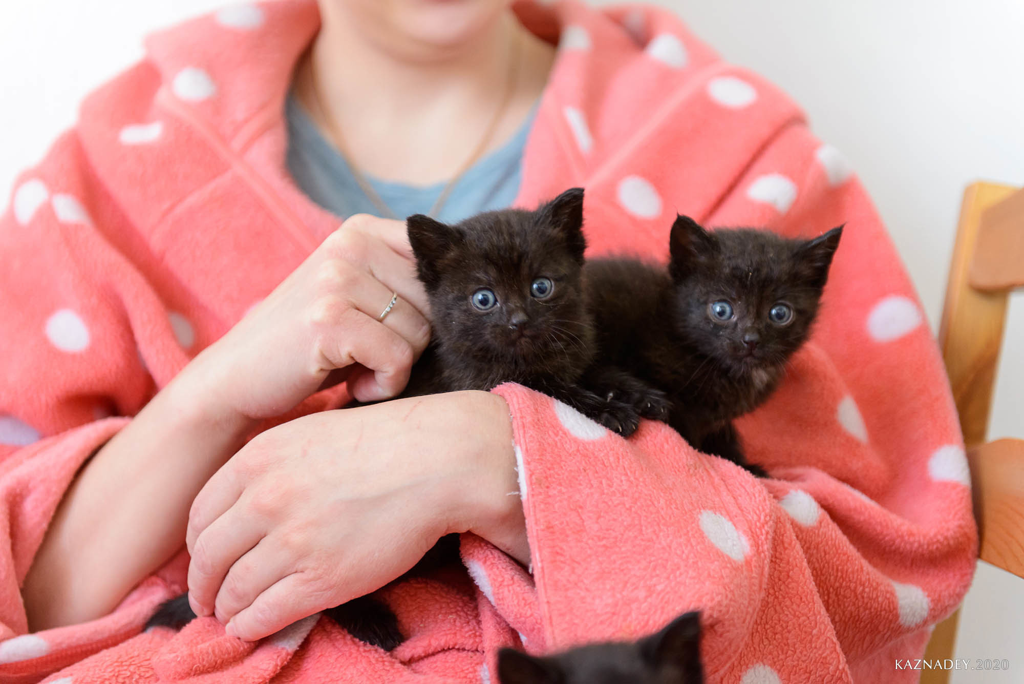 Jazzcatminsk. Джазовые котики ищут дом