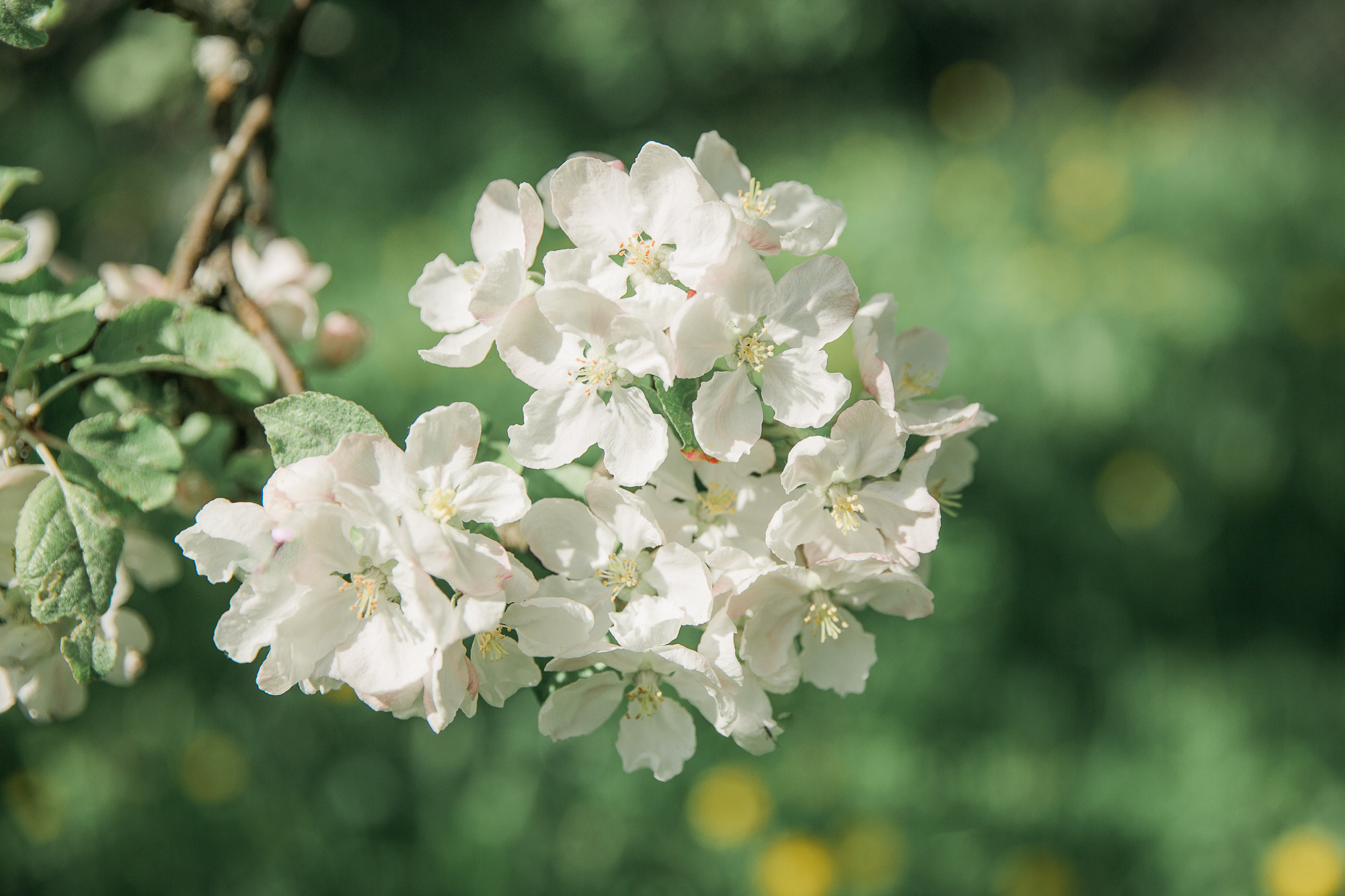 Perhekuvaus Omenatarhassa Malminkartanolla