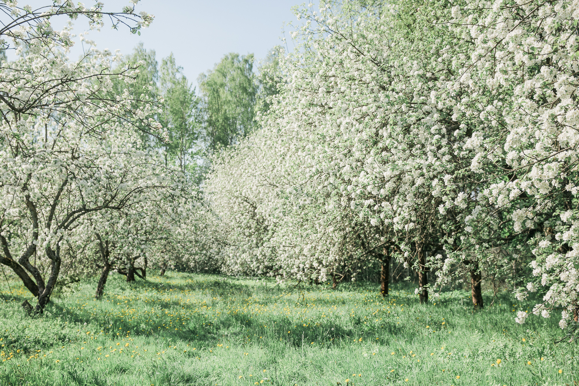 Perhekuvaus Omenatarhassa Malminkartanolla