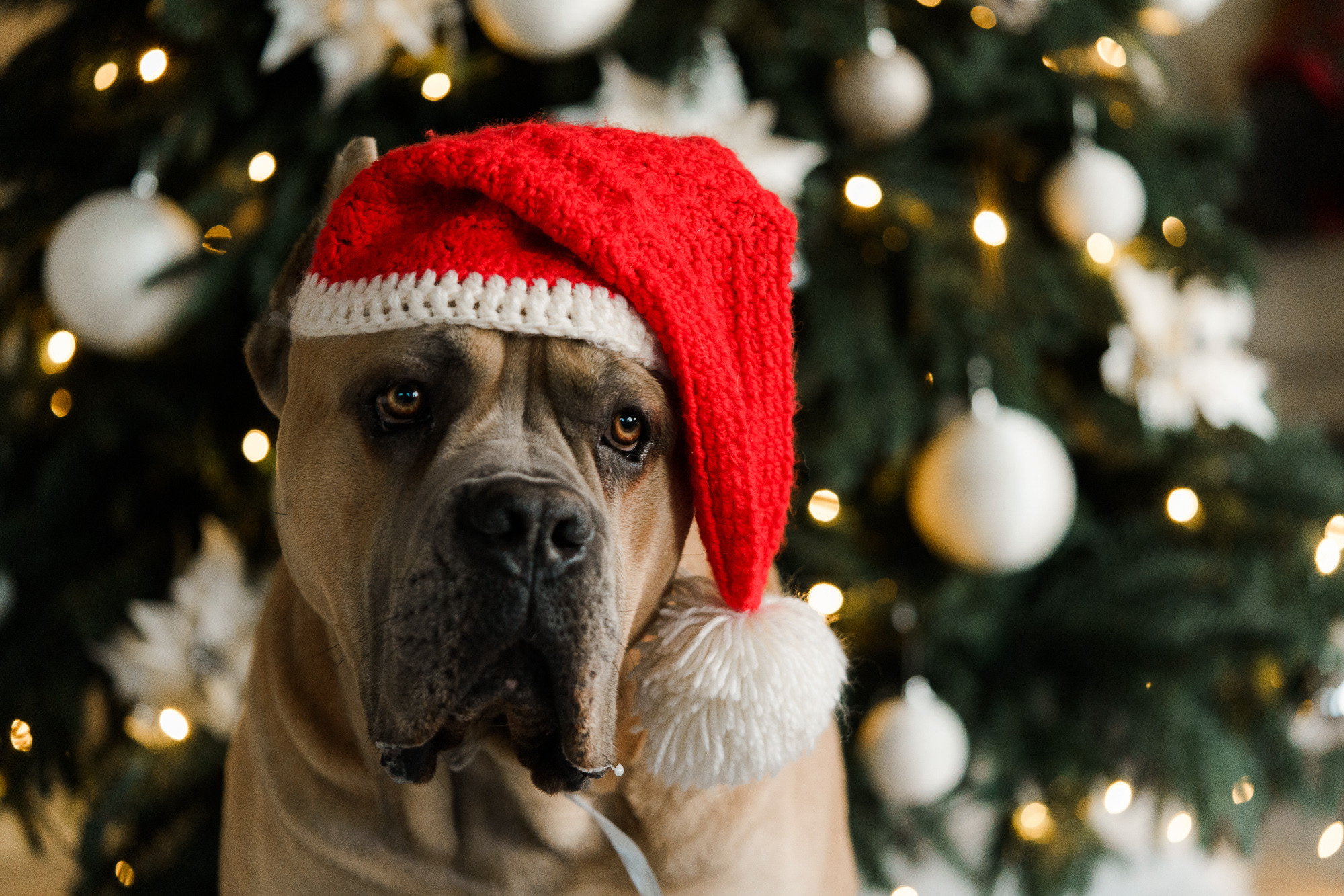 Joulukorttikuvaus 2022