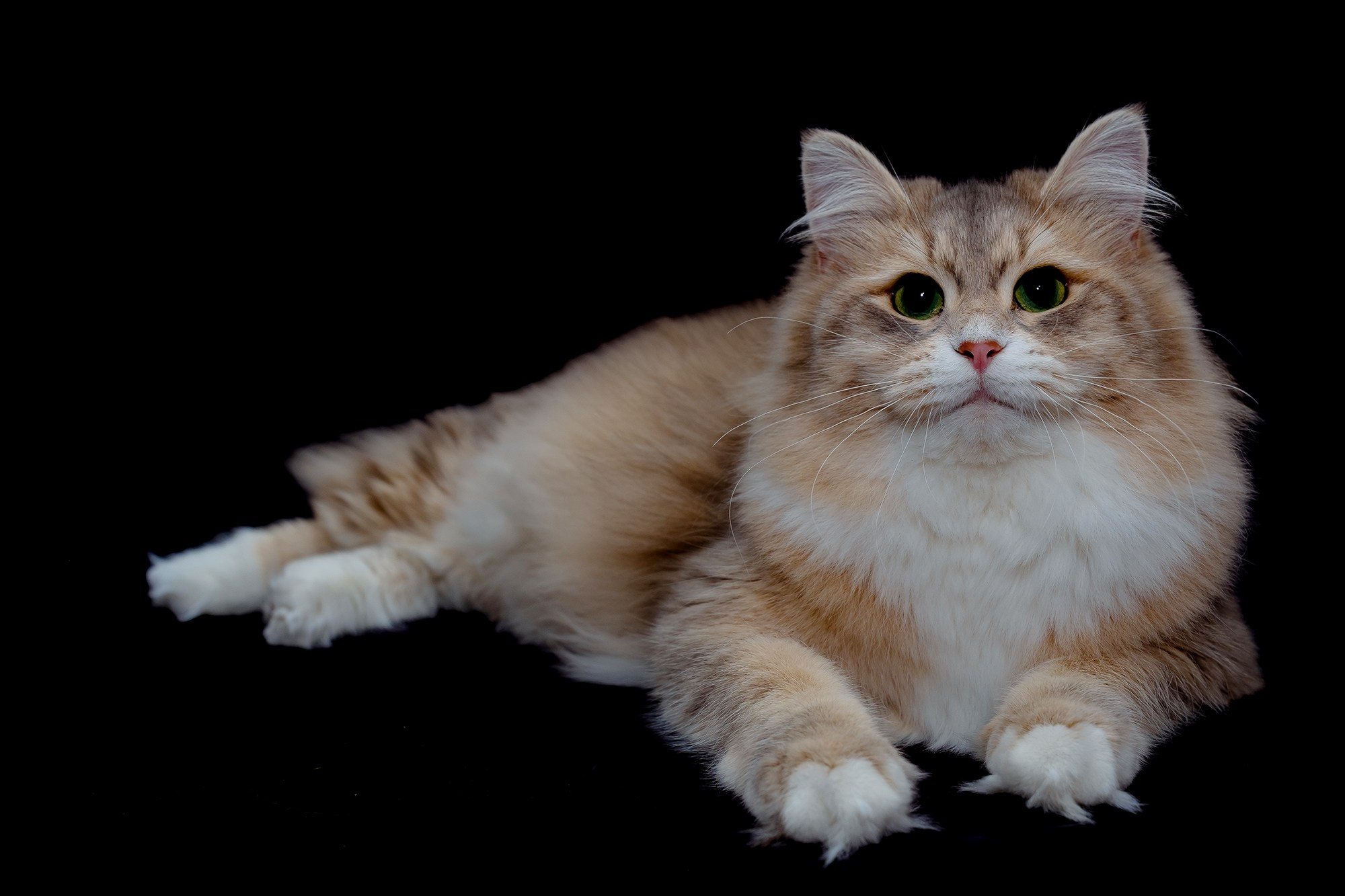 Katzen | Females. Photographer Татьяна