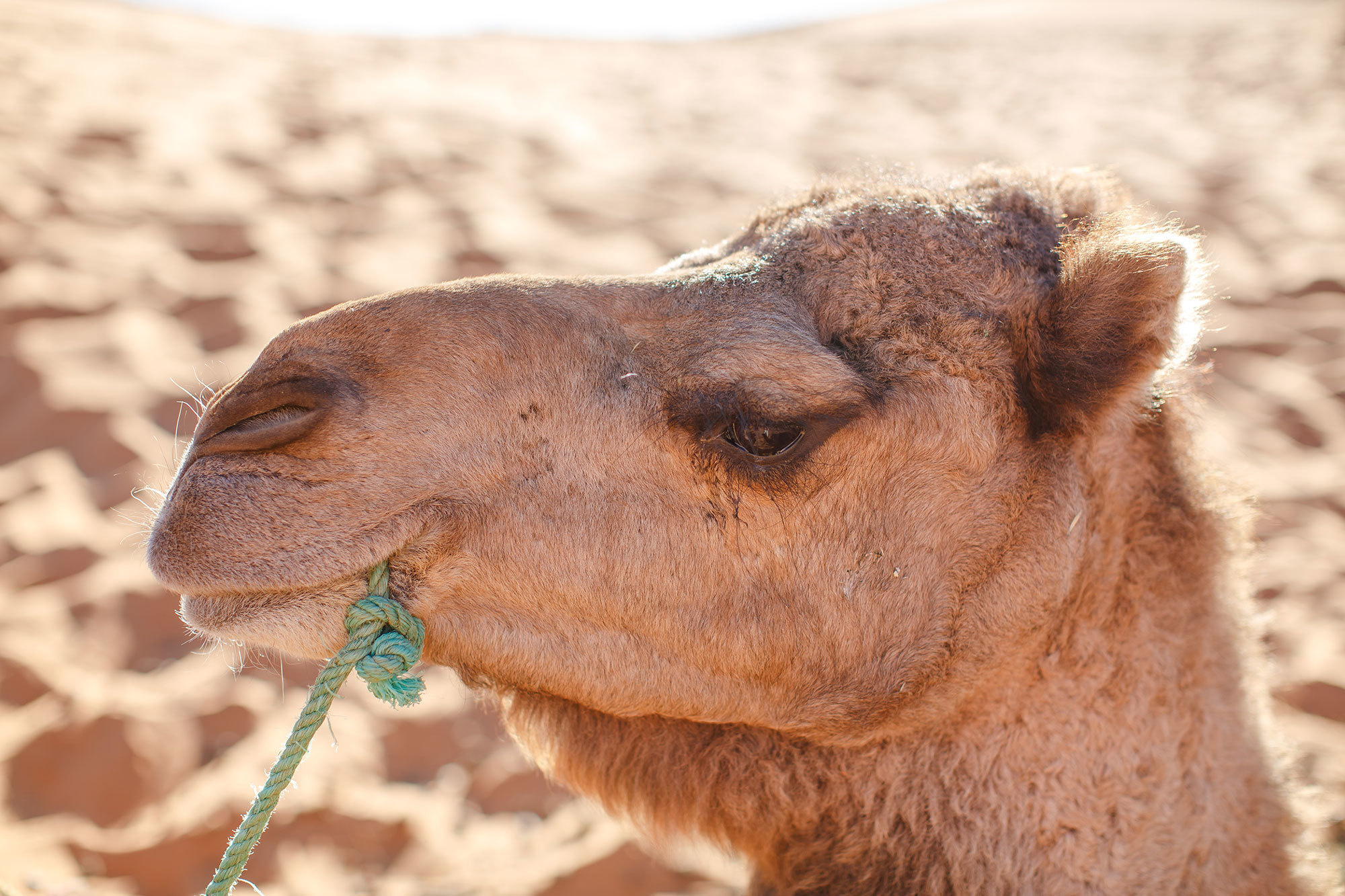 Woestijn Erg-Shebby in Marokko