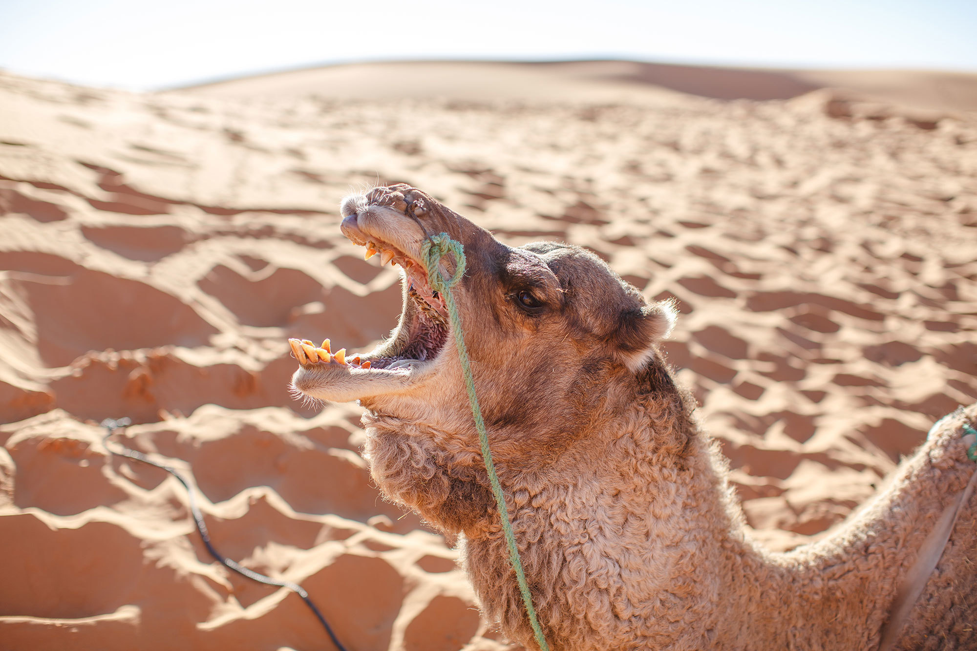 Woestijn Erg-Shebby in Marokko