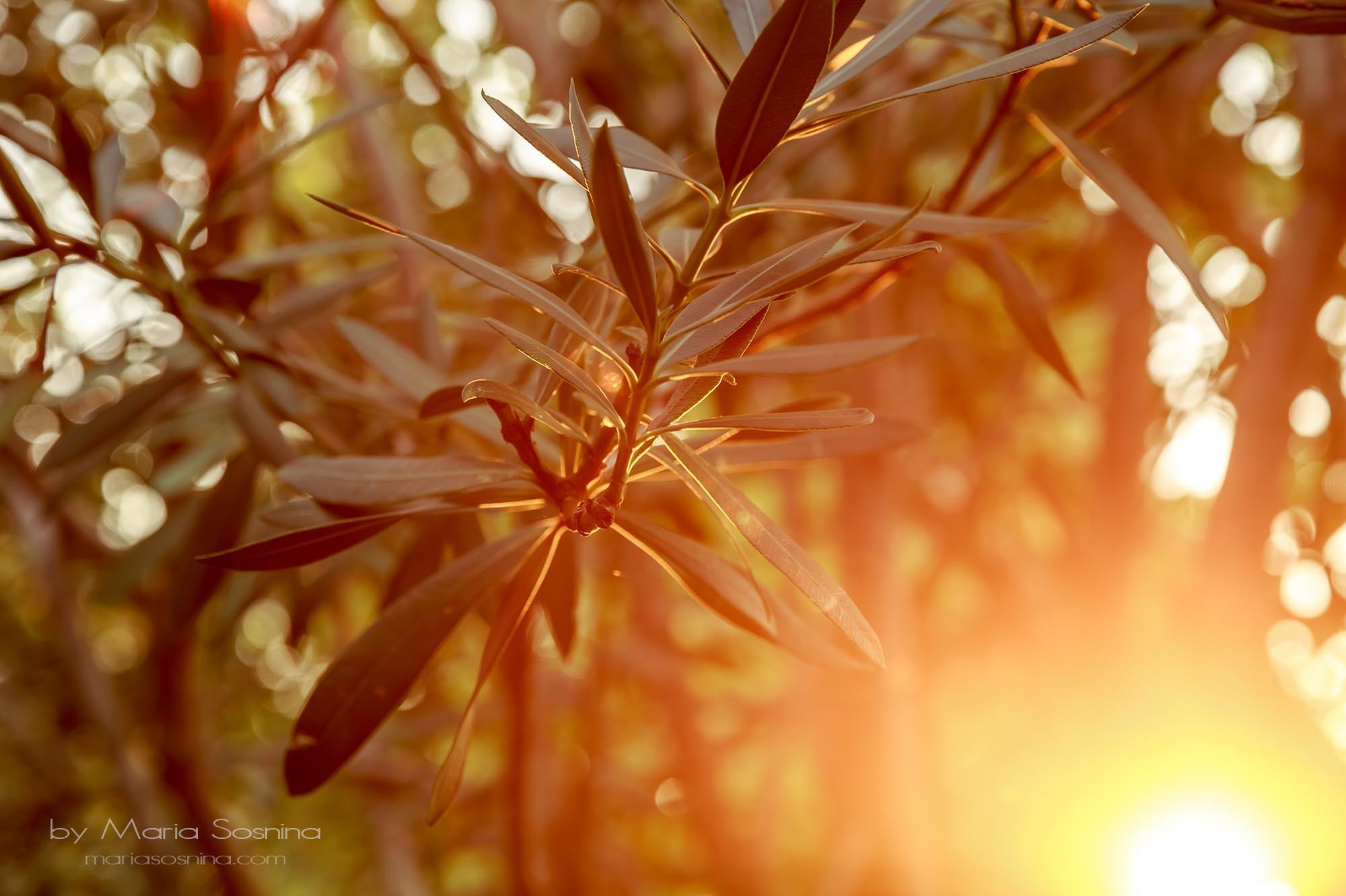 Old Town Bar u Crnoj Gori