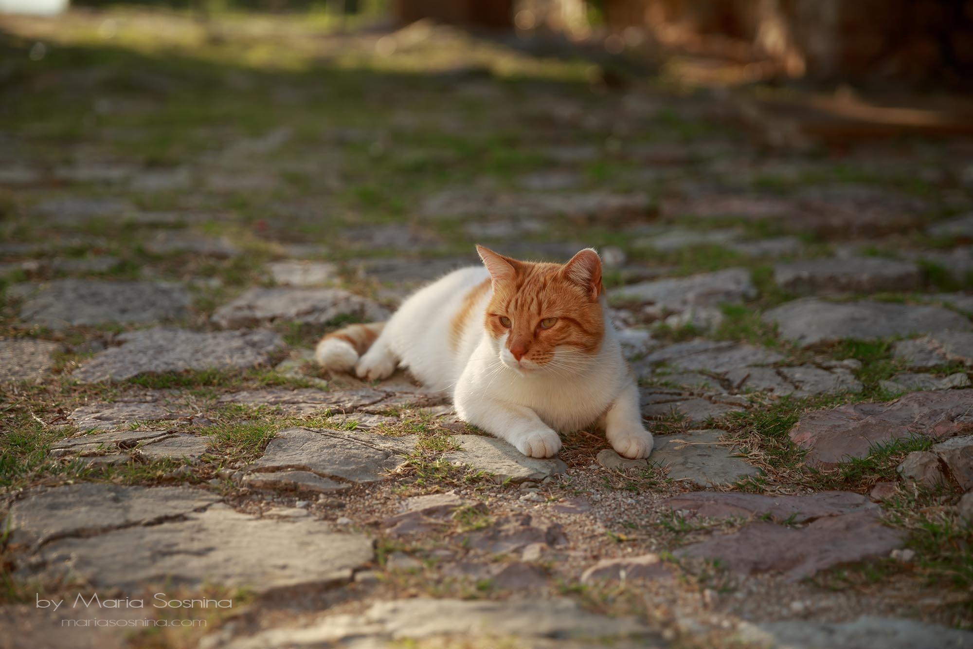 Old Town Bar u Crnoj Gori