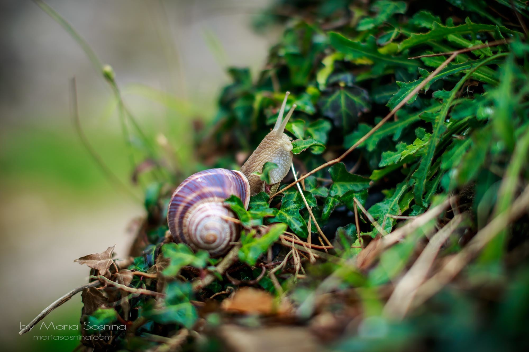 Old Town Bar u Crnoj Gori