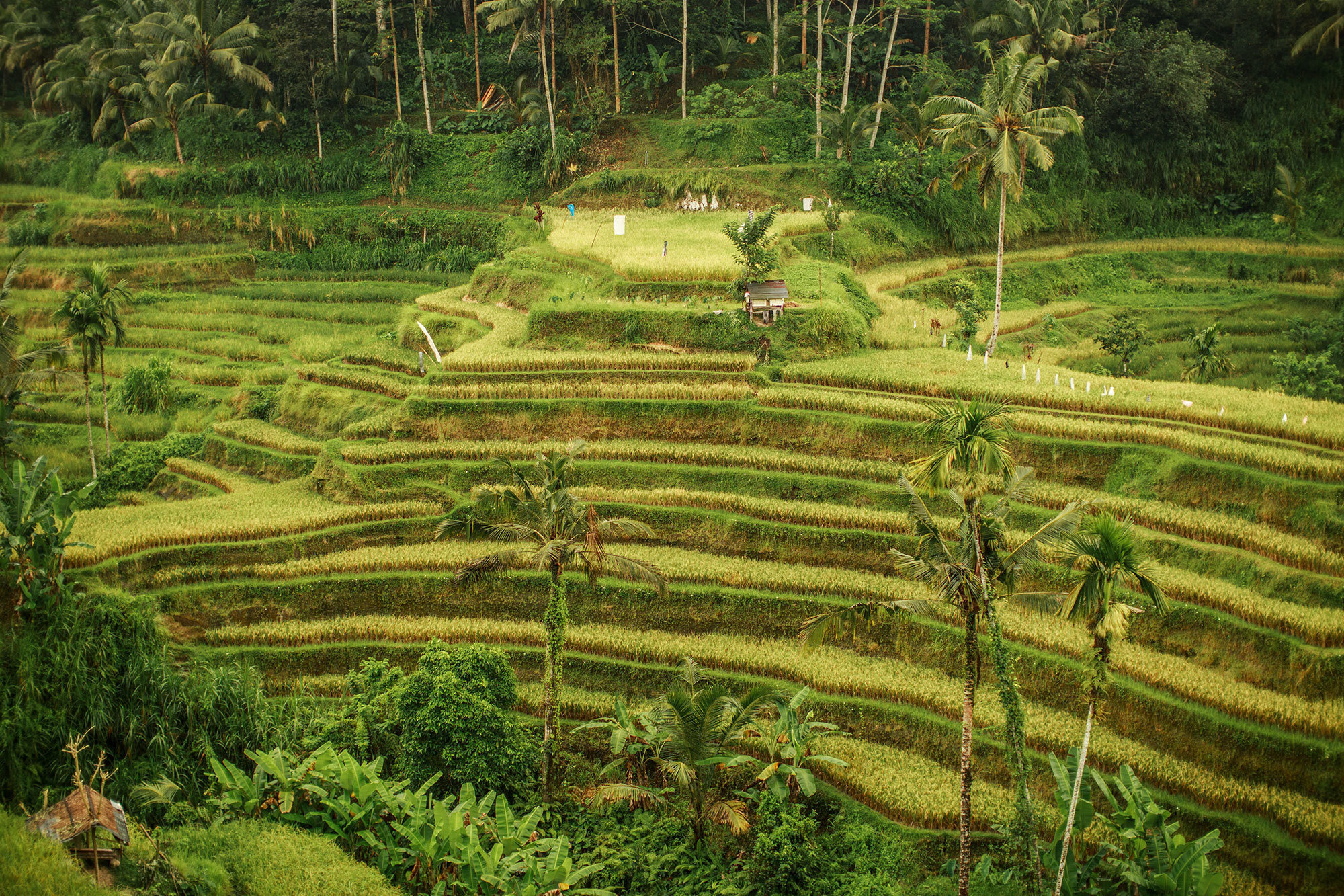 Bali - bazı fotoğraflar ve incelemeler içeren yerler