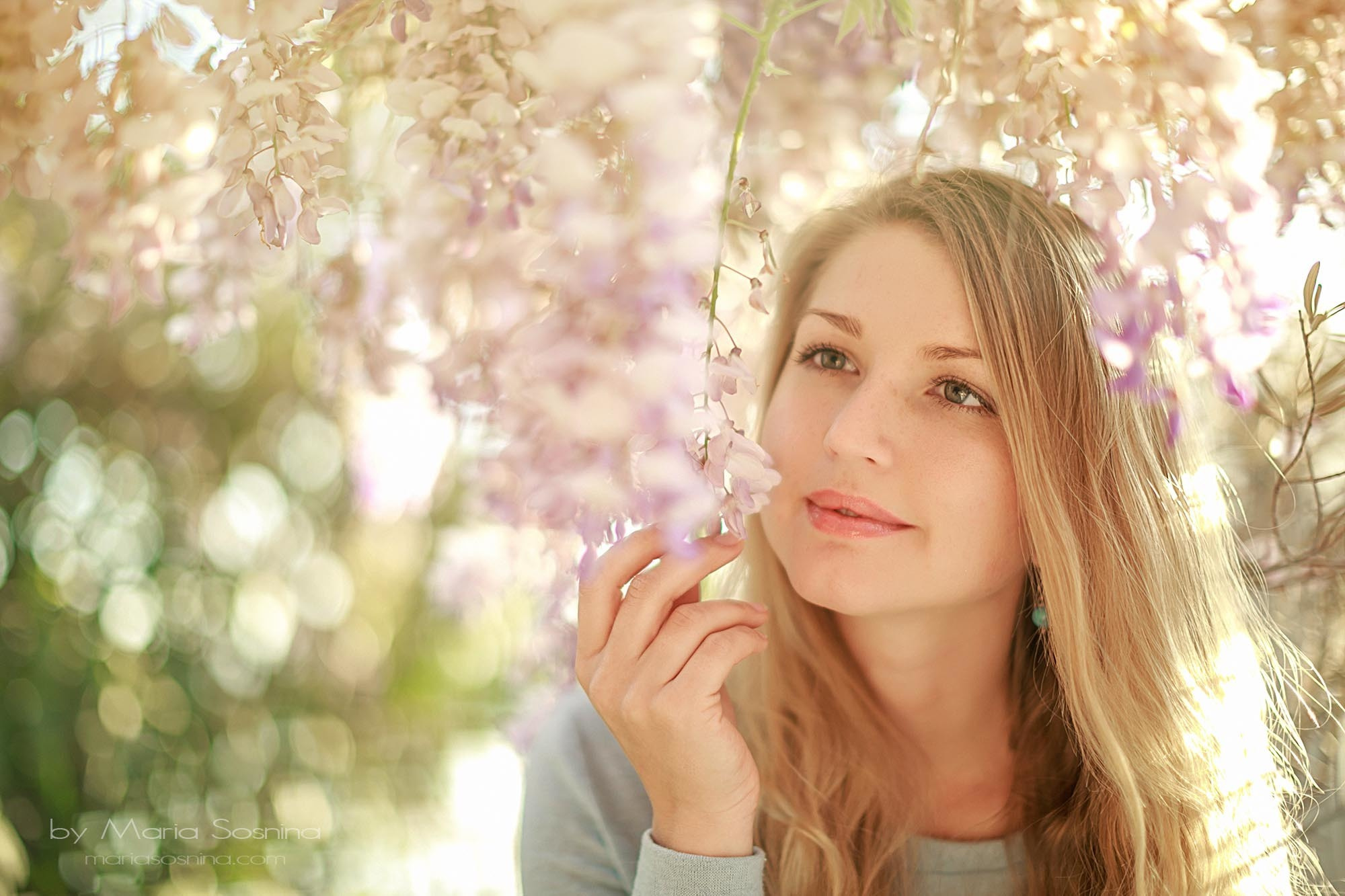 Wisteria in Perast Montenegro
