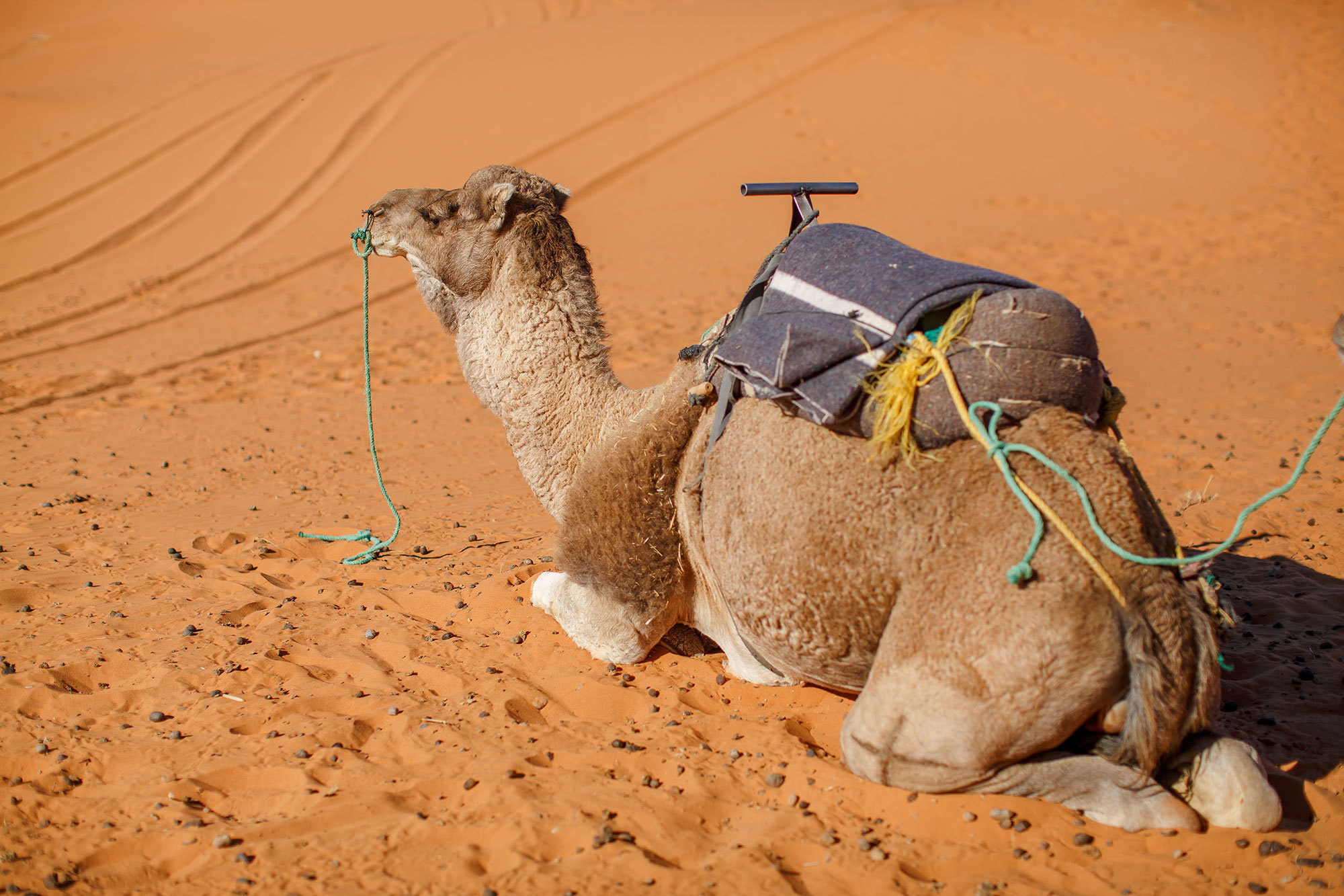 Woestijn Erg-Shebby in Marokko