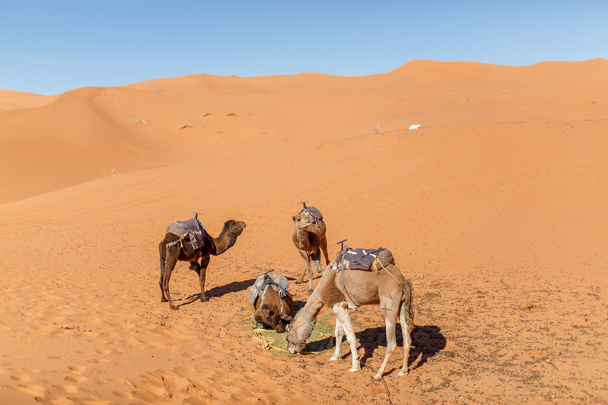 Woestijn Erg-Shebby in Marokko