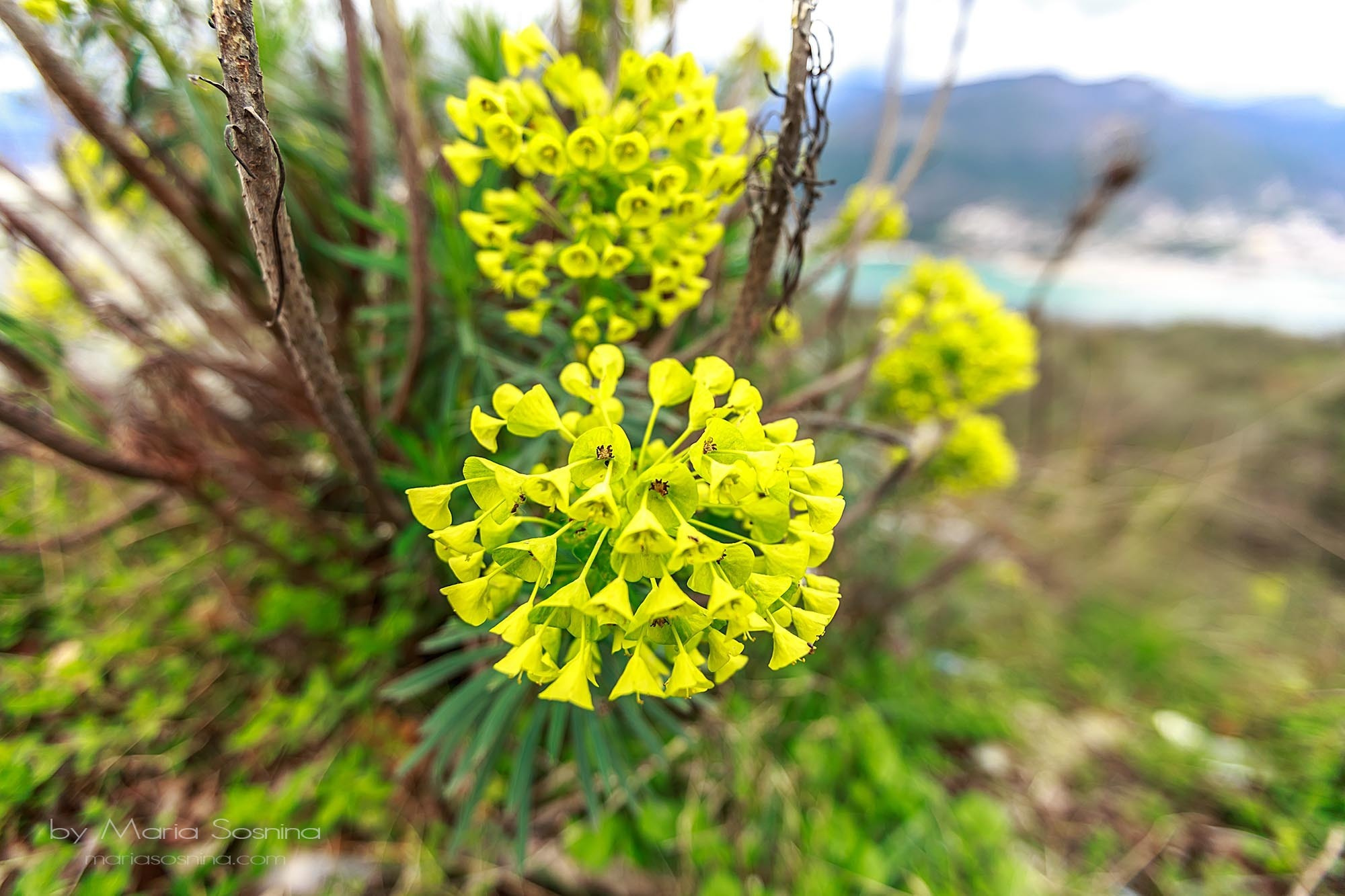 Militært fort på Lushtica-halvøya