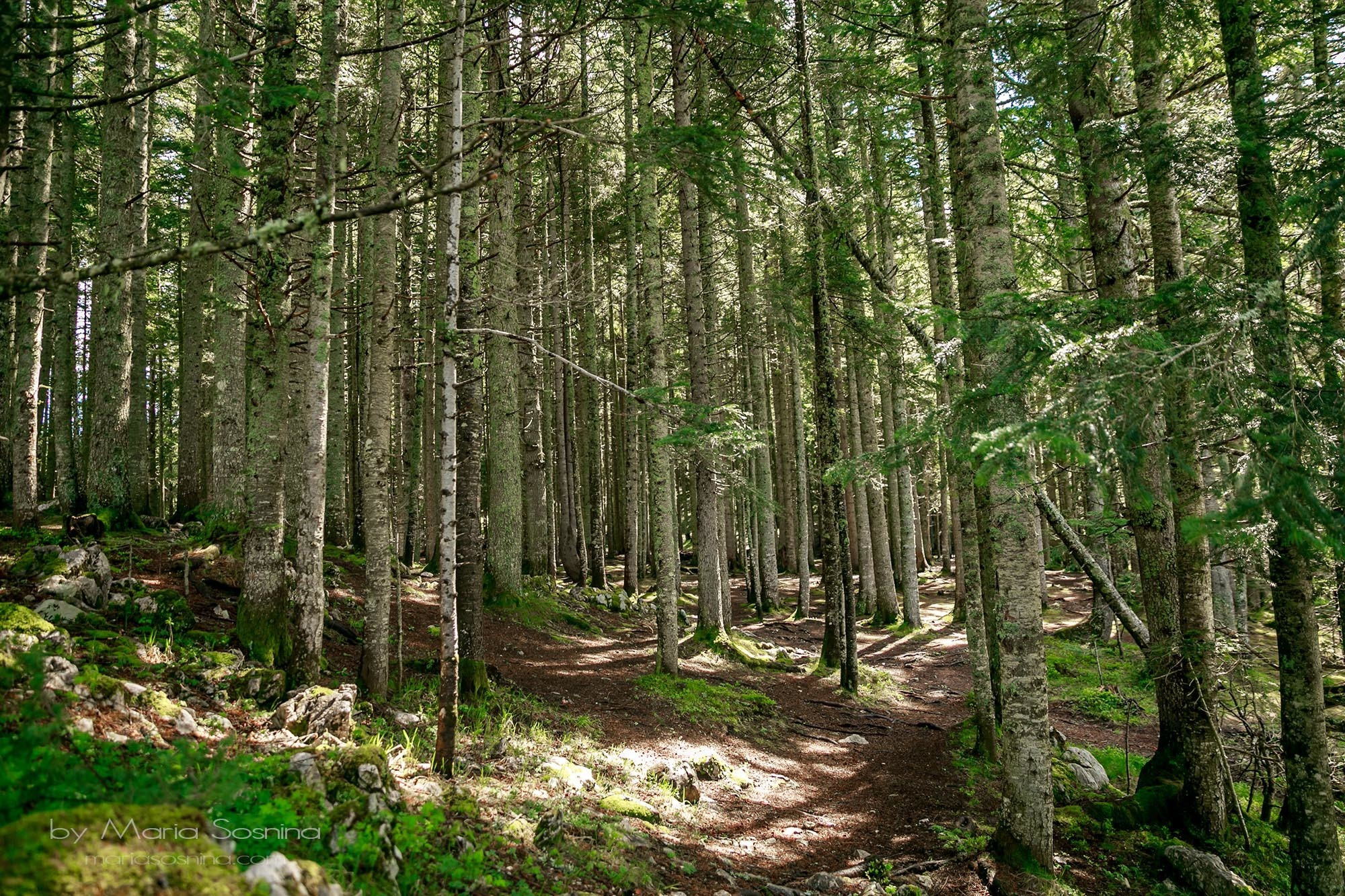 Schwarzer See in Montenegro