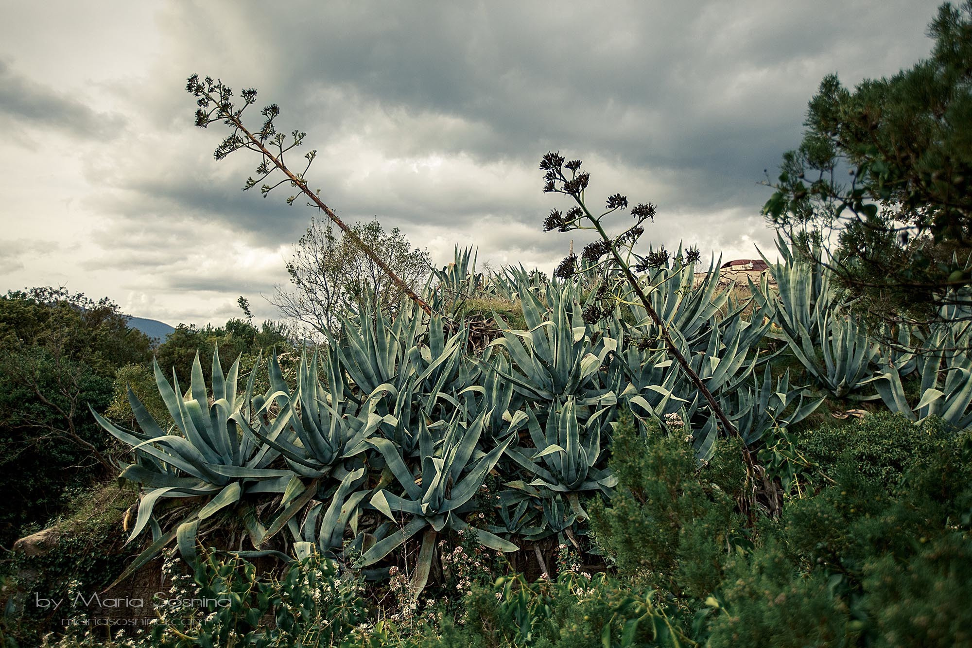 Militært fort på Lushtica-halvøya