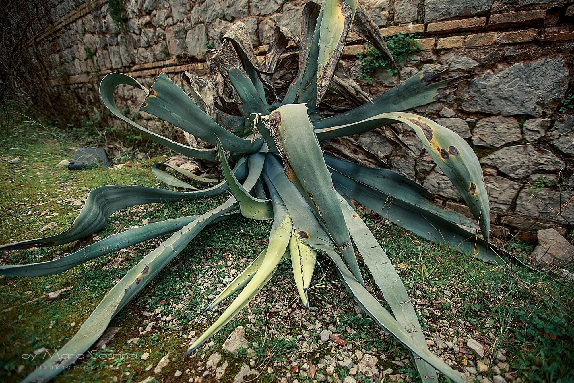 Militært fort på Lushtica-halvøya