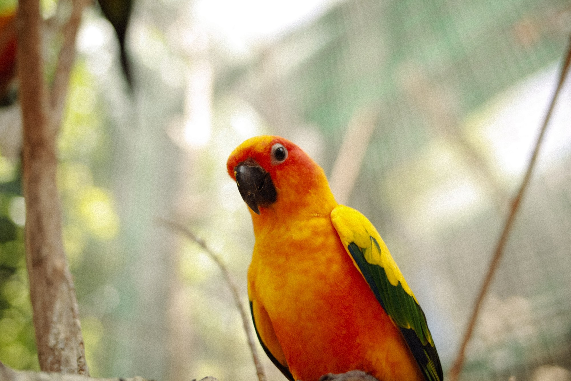 Volunteer Bird Photographer | Bird Portraits by Marina Kálcheva. Marina Kálcheva — Photographer, Videographer & Visual Artist in Barcelona